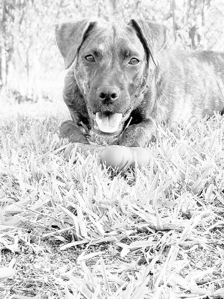 Enlarge Candi, a Adoptable mixed breed in Loxahatchee, FL image 3/4