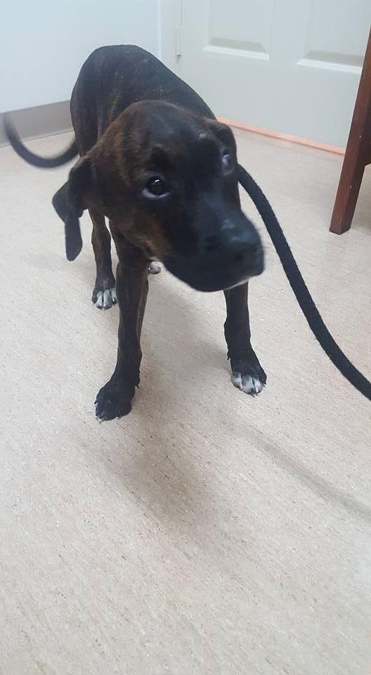 Enlarge Candi, a Adoptable mixed breed in Loxahatchee, FL image 4/4