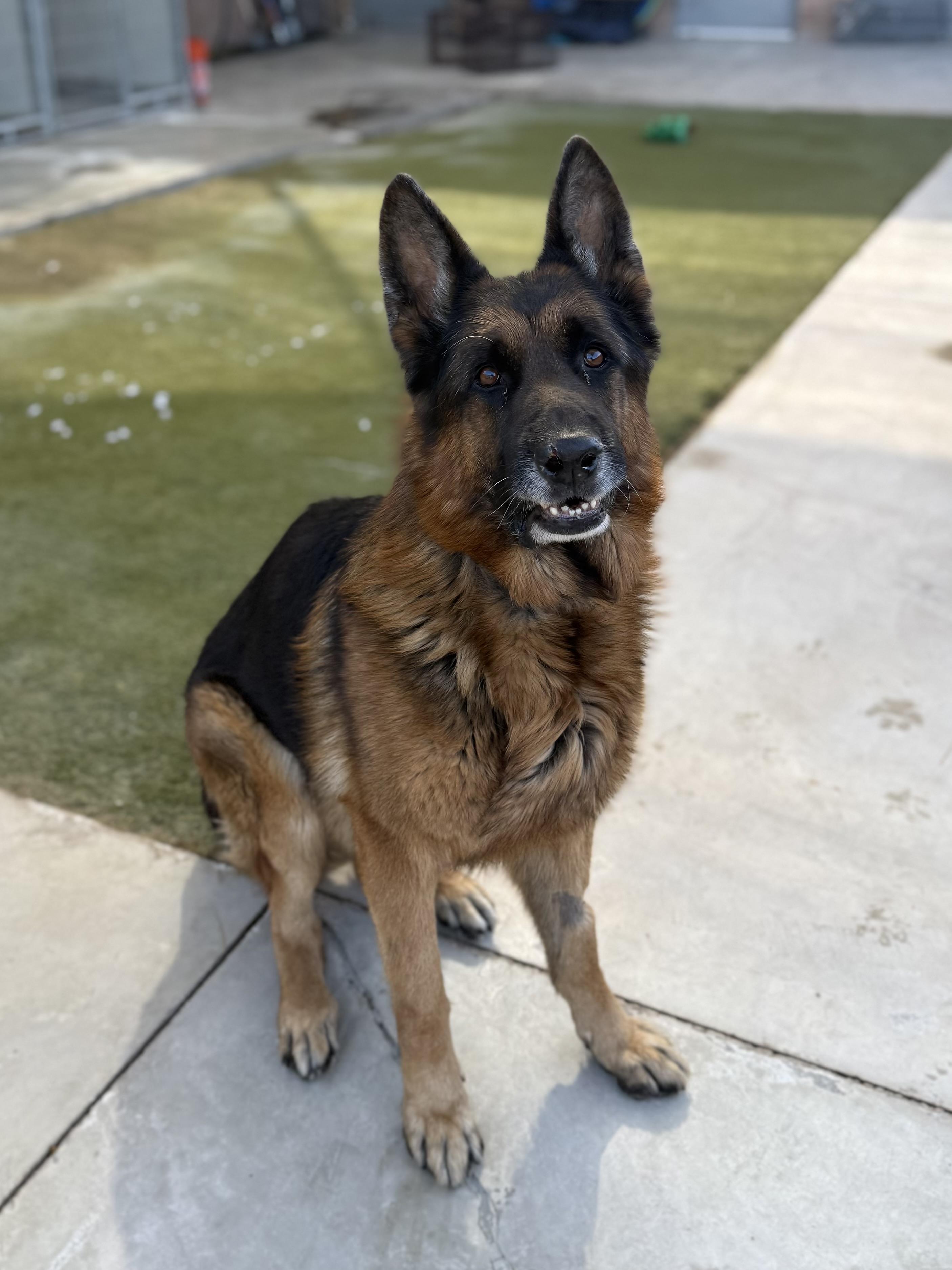 Enlarge Chief, an adopted German Shepherd Dog in Boulder City, NV image 2/3