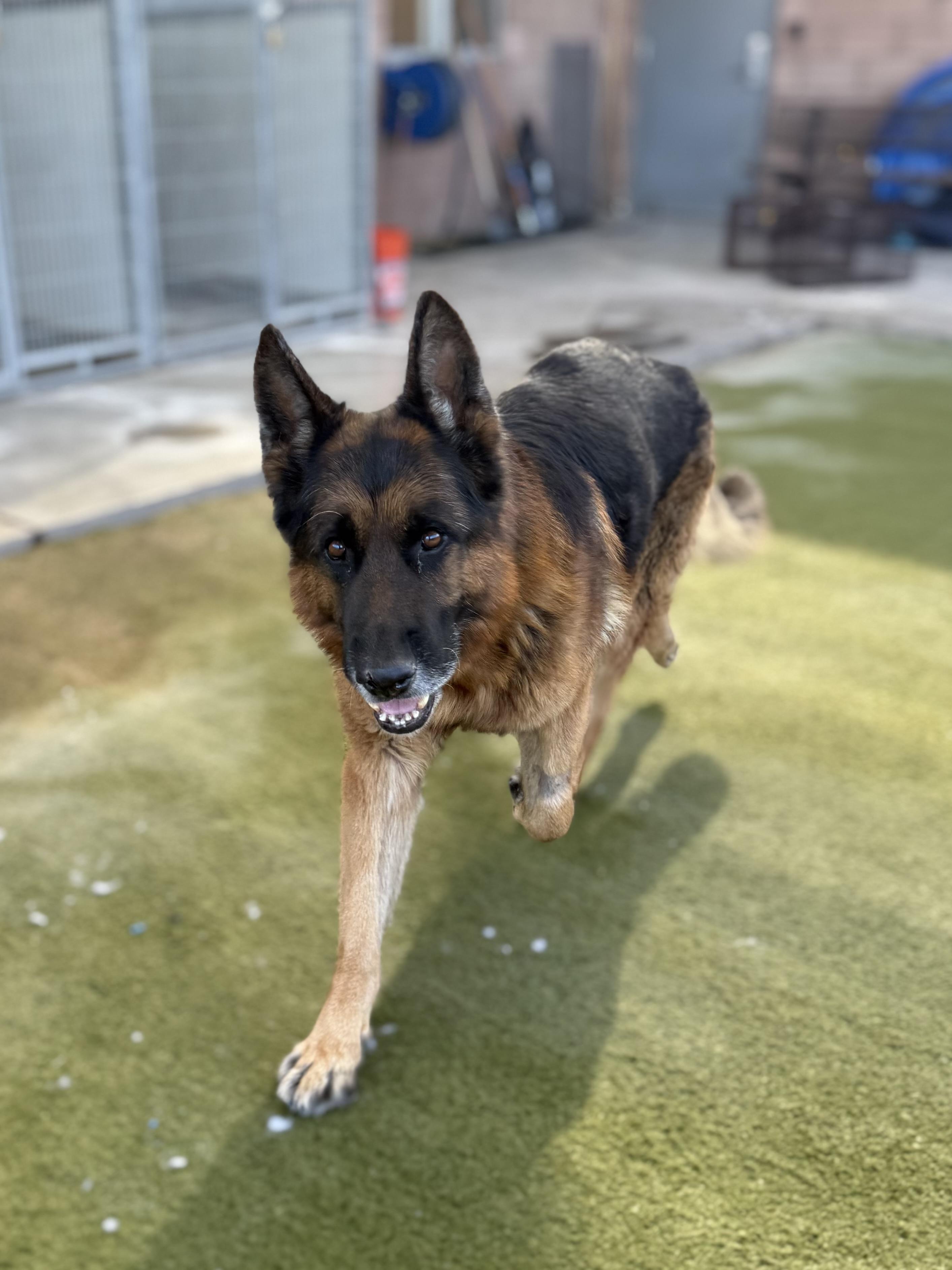 Enlarge Chief, an adopted German Shepherd Dog in Boulder City, NV image 1/3