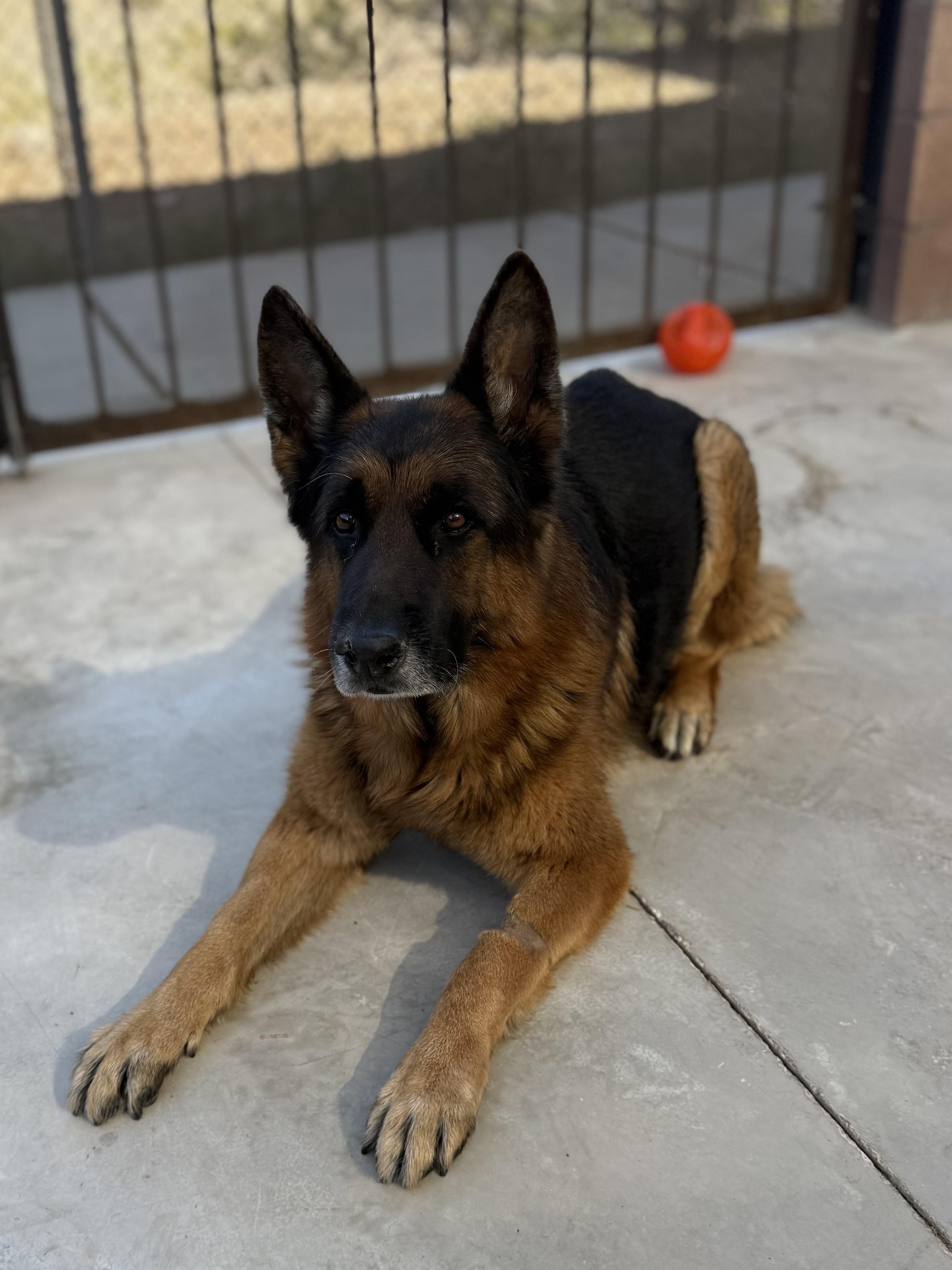 Enlarge Chief, an adopted German Shepherd Dog in Boulder City, NV image 3/3