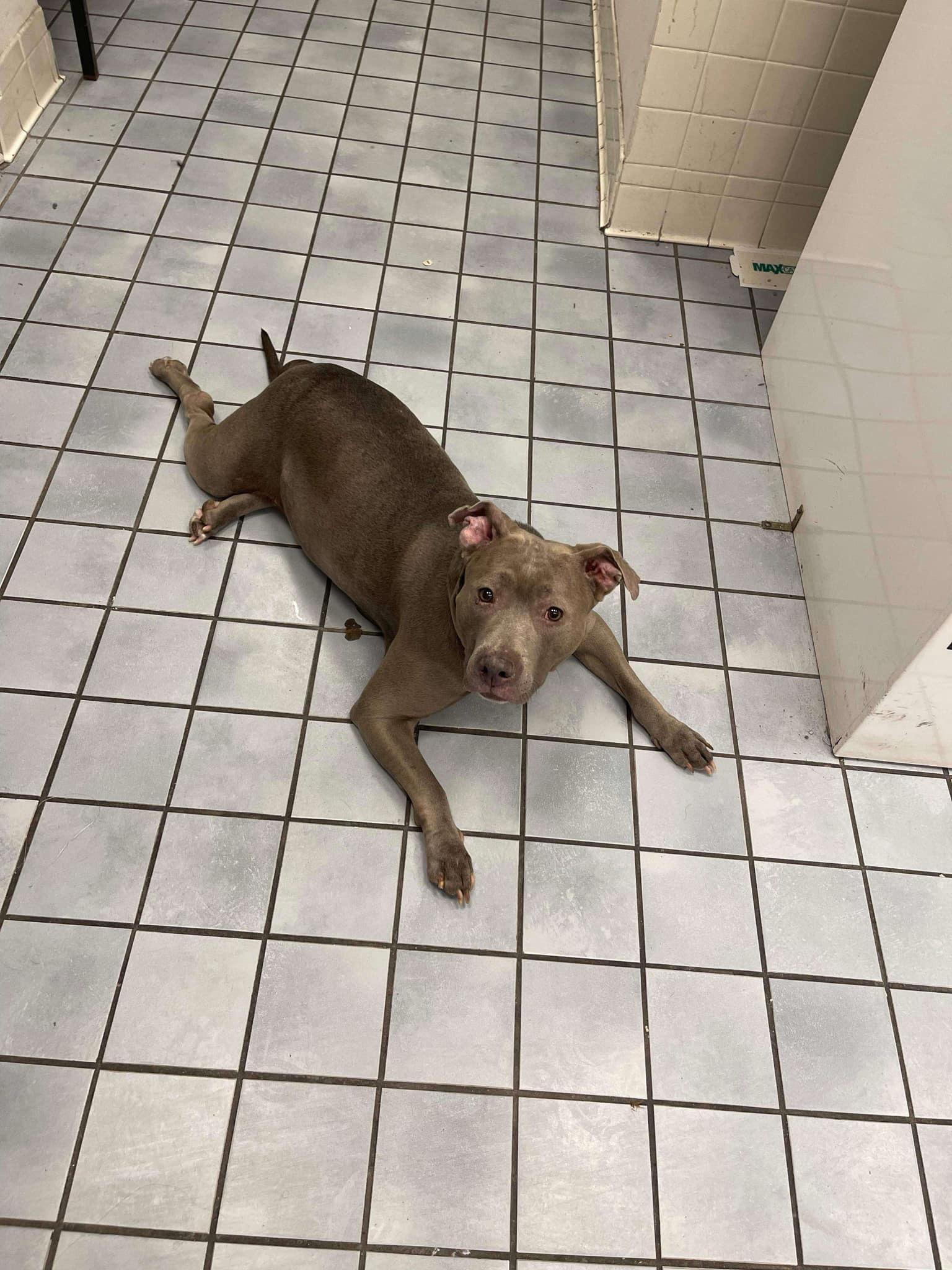 Harley, Senior Female Pit Bull Terrier