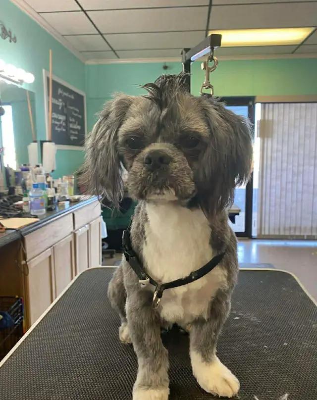 Enlarge Wyatt, a ADOPTABLE mixed breed in Seward, NE image 2/2