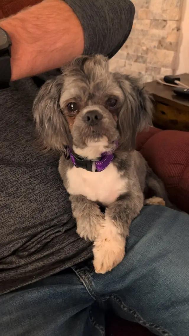 Wyatt, ADOPTABLE, Young Male Maltese & Shih Tzu.