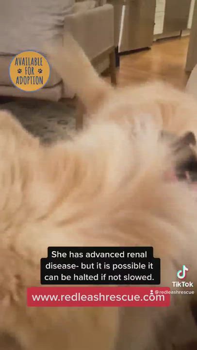 Enlarge Mayday, a Adopted mixed breed in Stamford, CT video 1/6