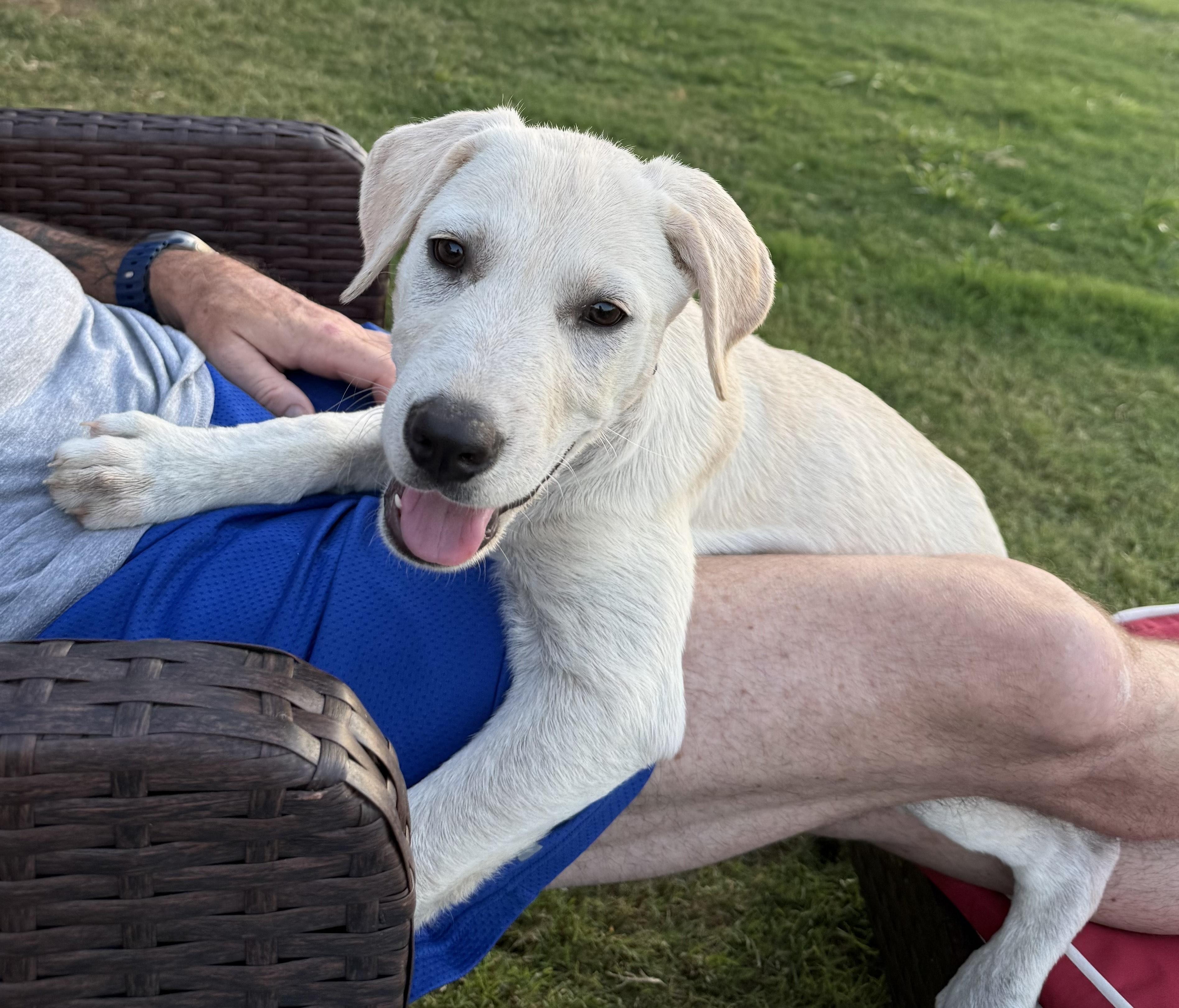 Bubsy, Baby Male Yellow Labrador Retriever
