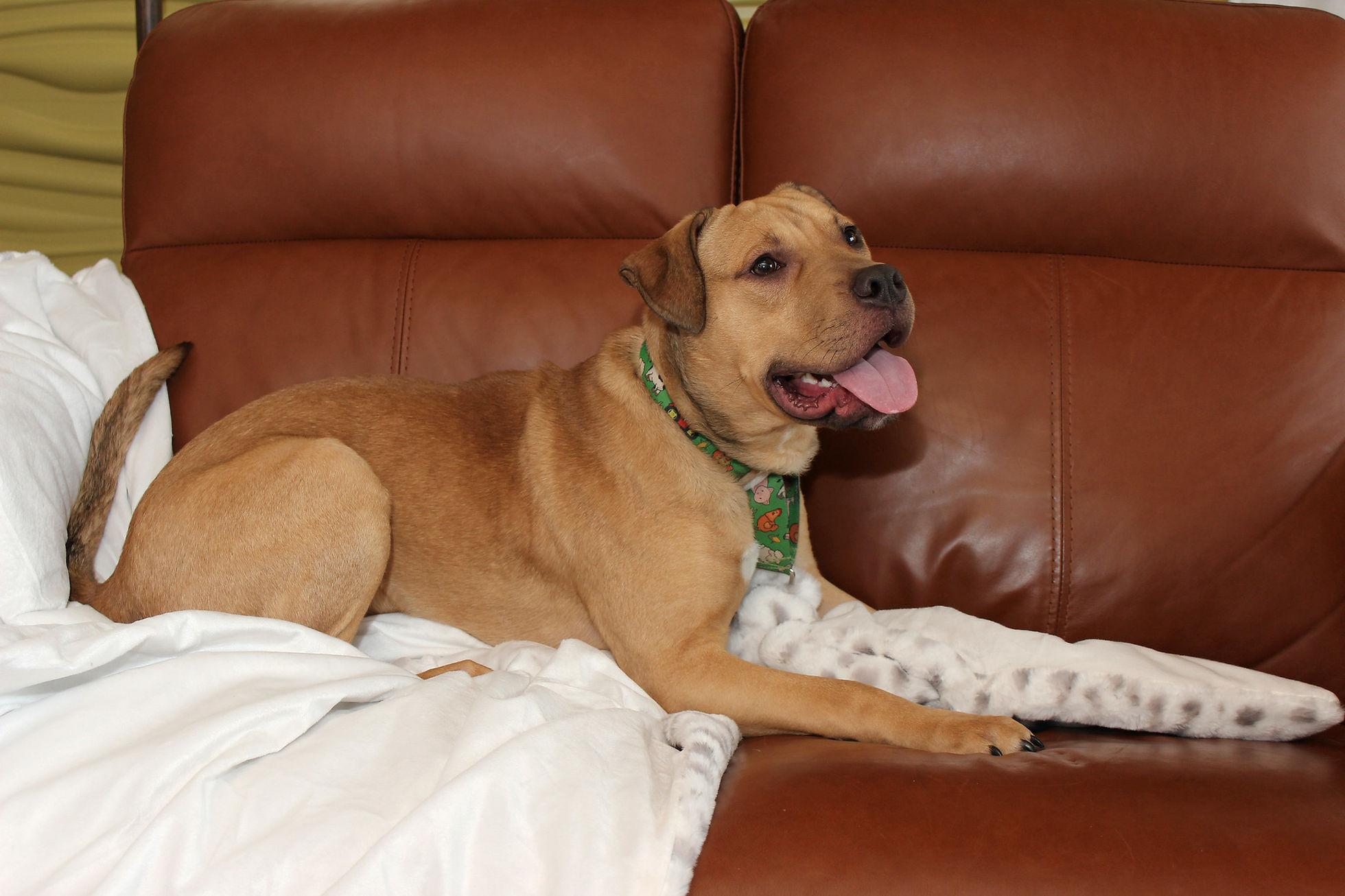 Beau, a Adoptable mixed breed image 2/6