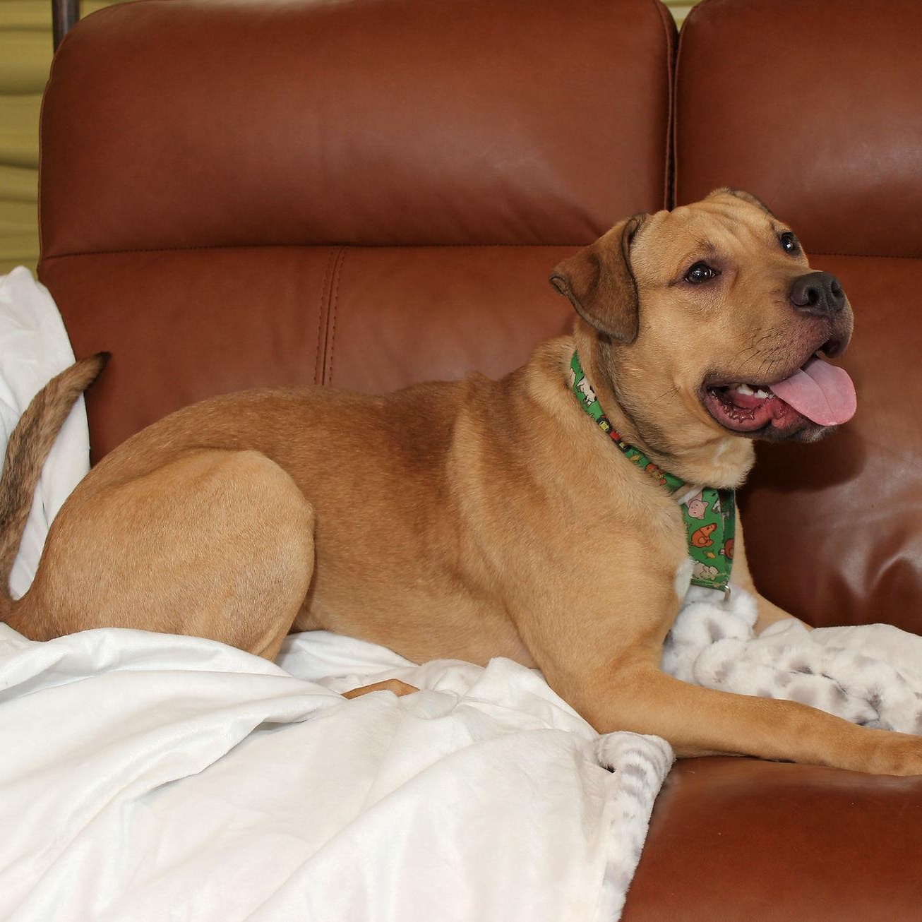 Enlarge Beau, a Adoptable mixed breed in Sioux Falls, SD image 2/6