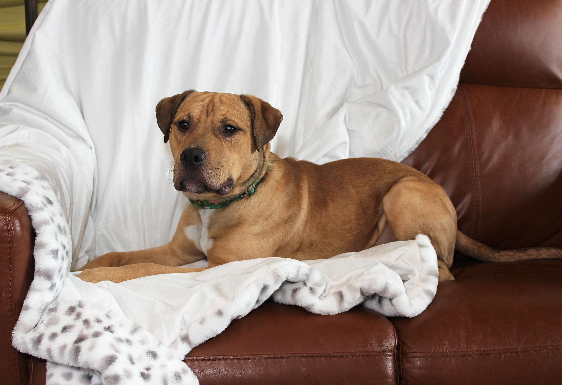 Beau, a Adoptable mixed breed image 3/6