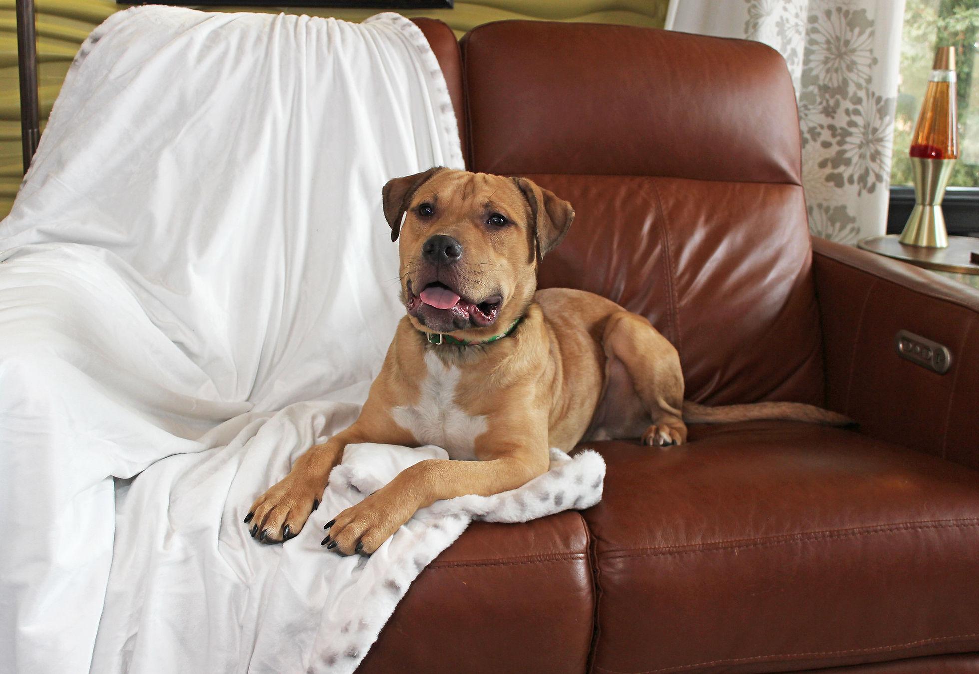 Beau, a Adoptable mixed breed image 4/6