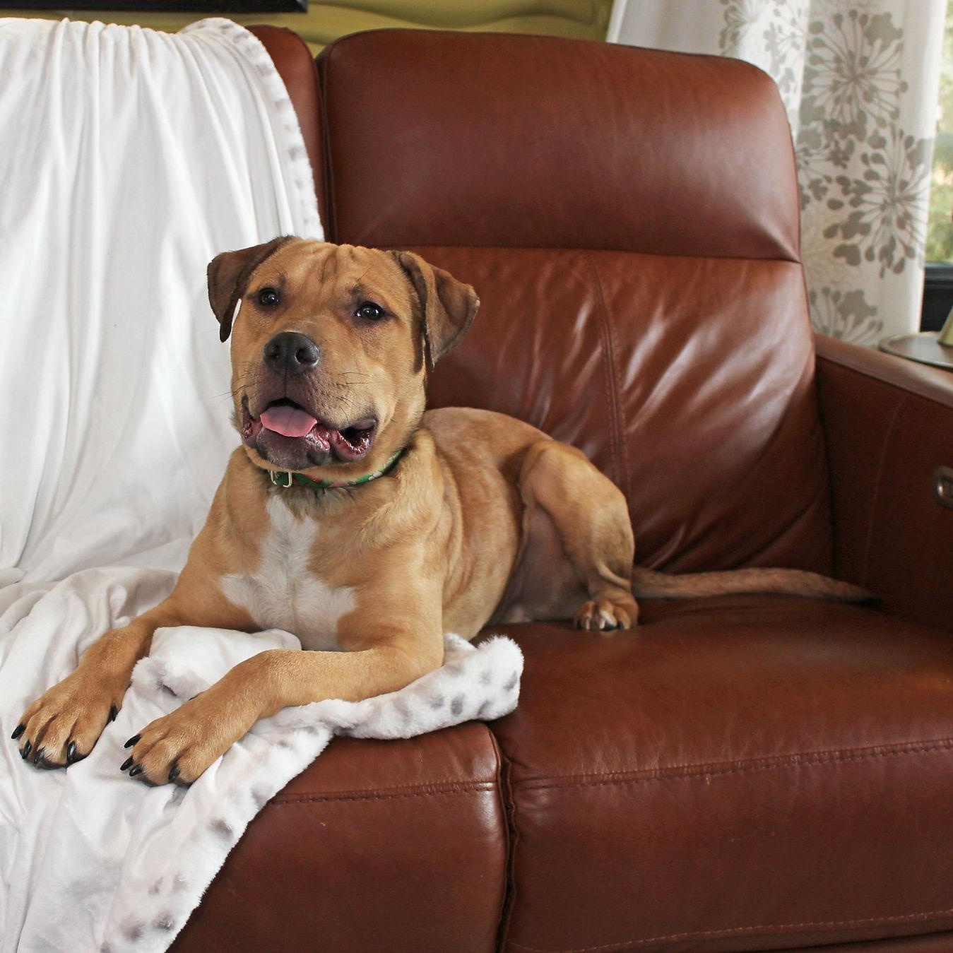 Enlarge Beau, a Adoptable mixed breed in Sioux Falls, SD image 4/6