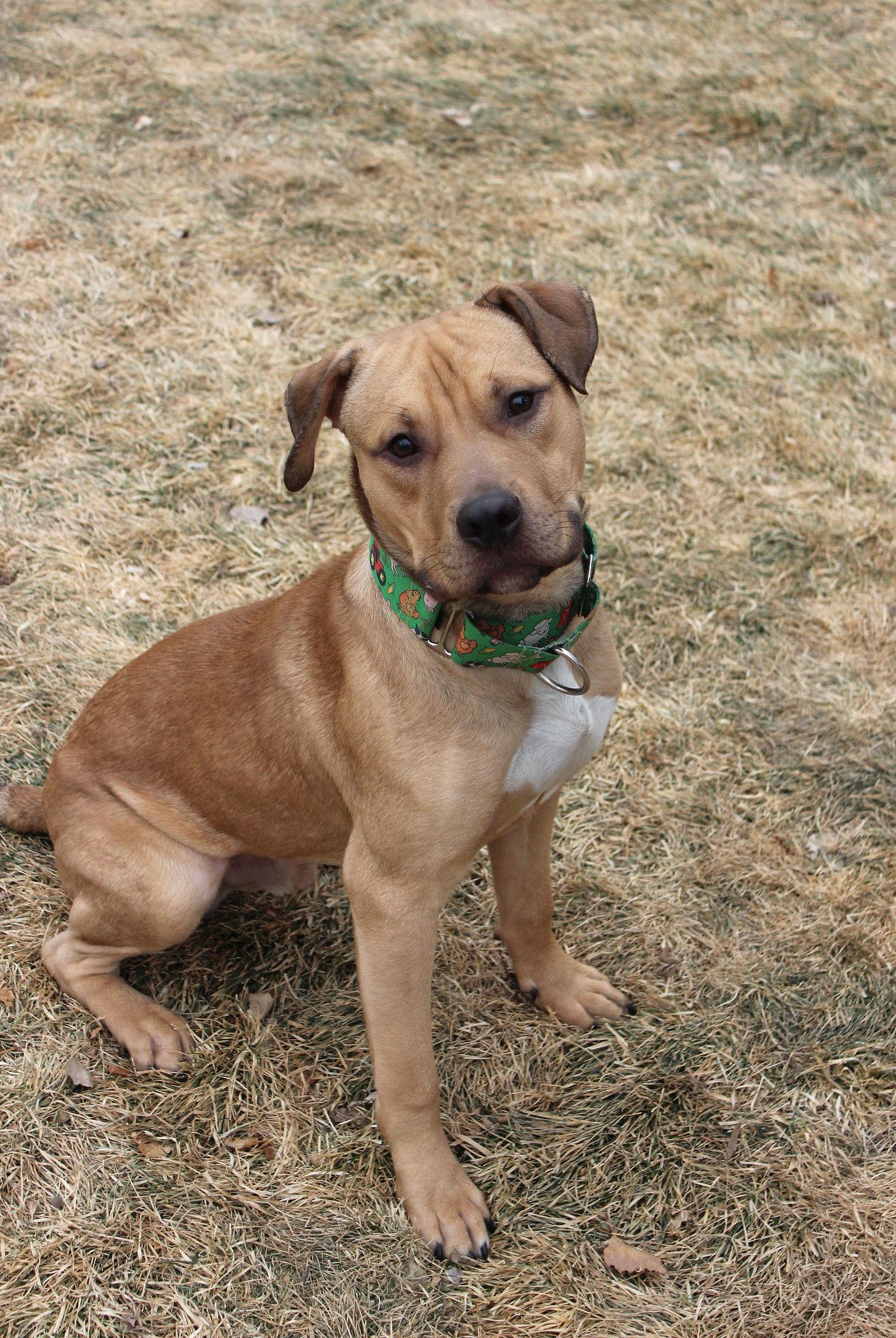 Beau, a Adoptable mixed breed image 5/6