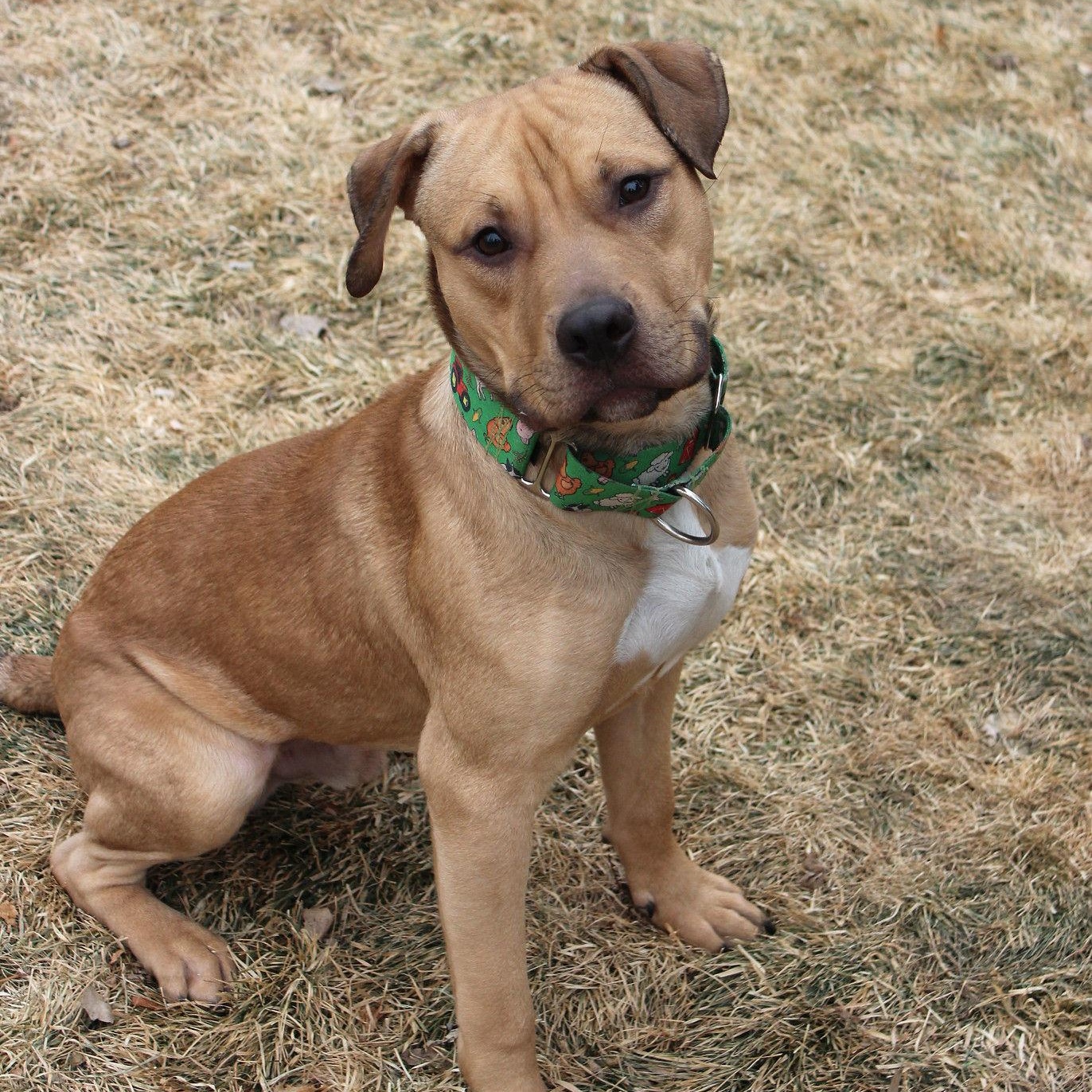 Enlarge Beau, a Adoptable mixed breed in Sioux Falls, SD image 5/6