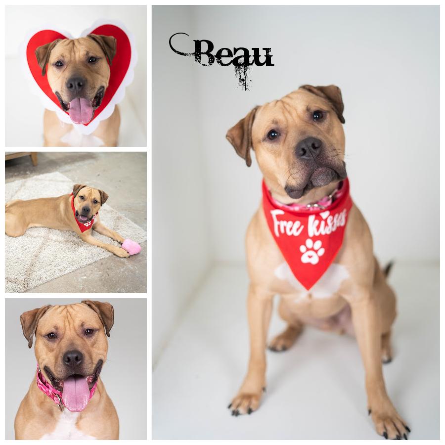 Beau, Adoptable, Young Male Terrier.