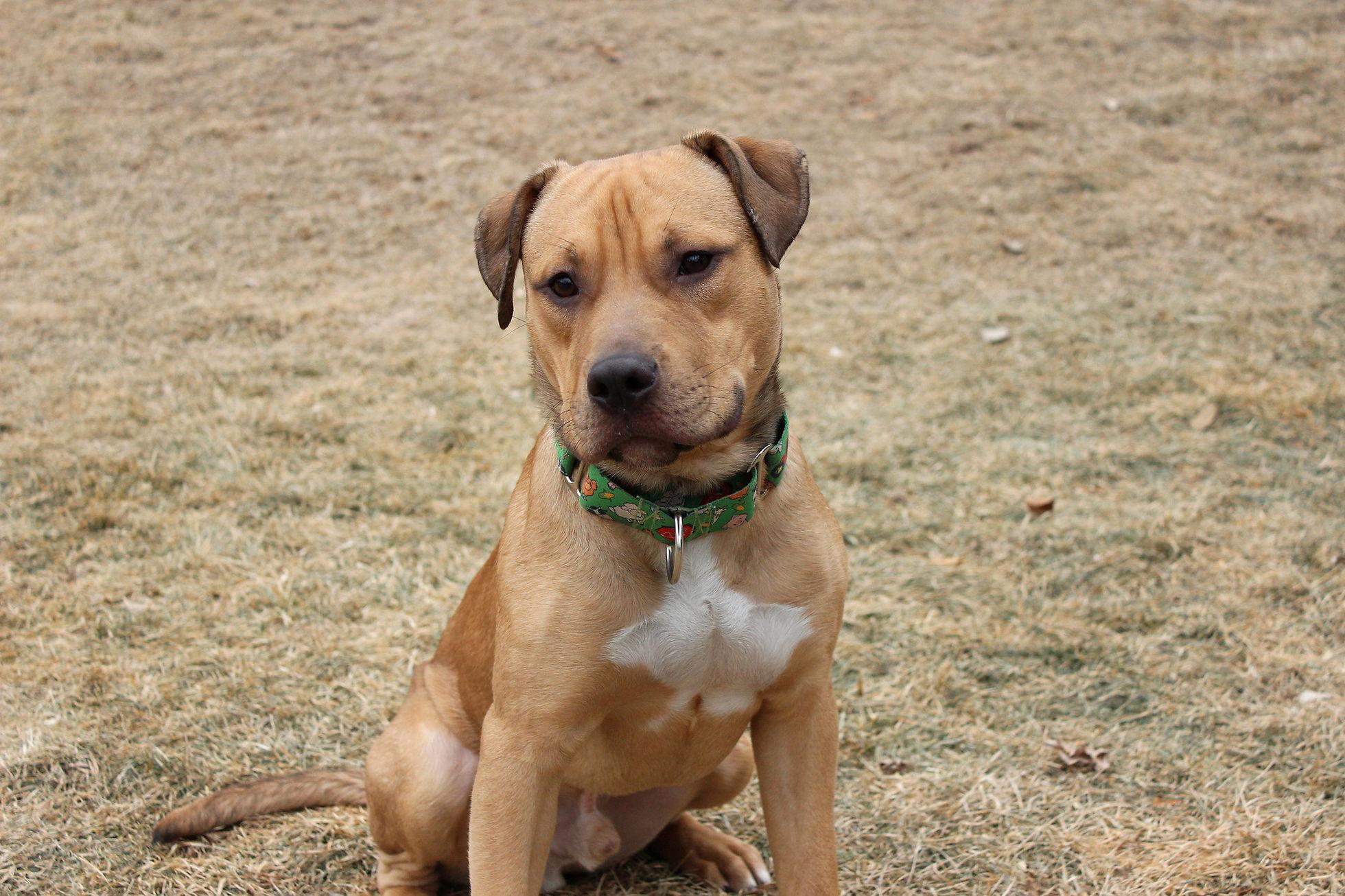Beau, a Adoptable mixed breed image 6/6