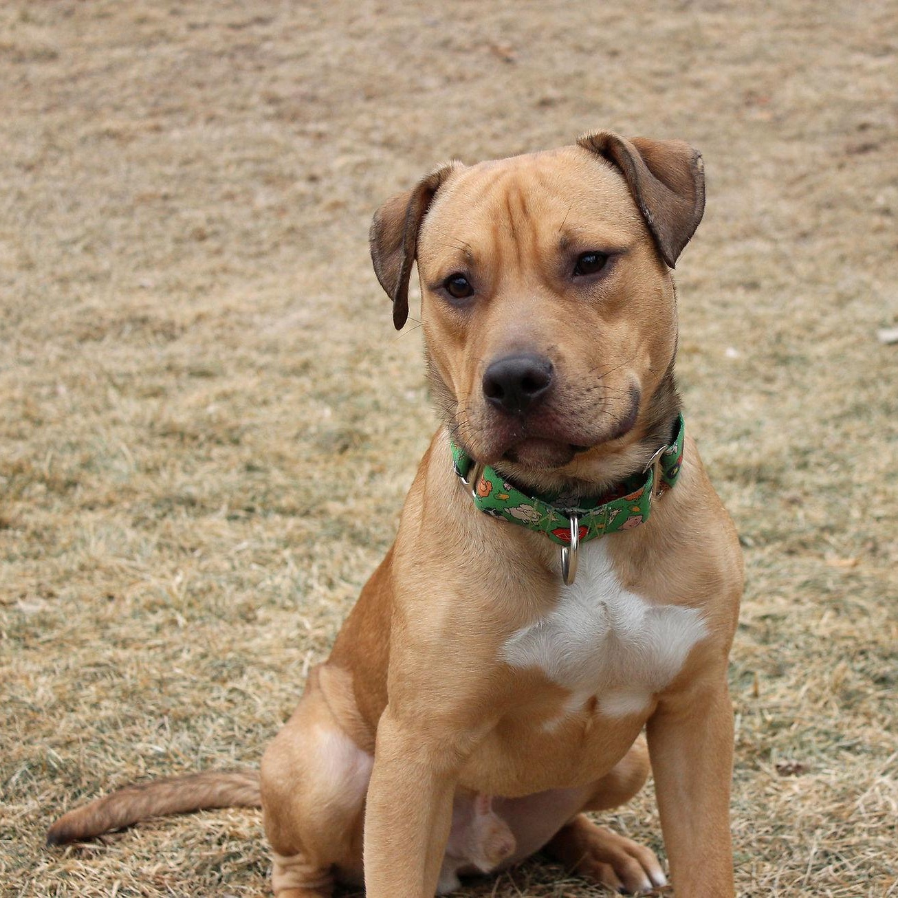 Enlarge Beau, a Adoptable mixed breed in Sioux Falls, SD image 6/6