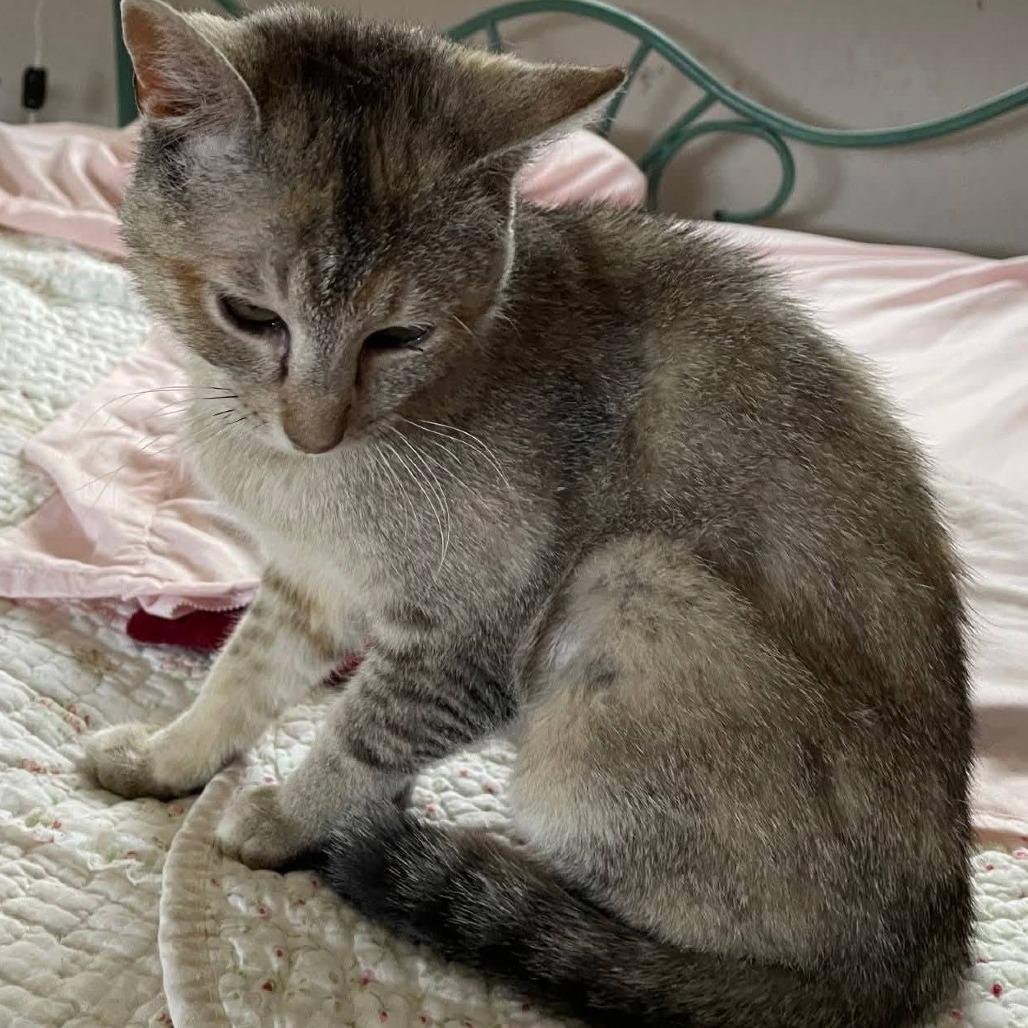Jasmine, Adoptable, Senior Female Domestic Short Hair.