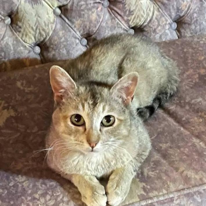 Jasmine, a Adoptable Domestic Short Hair in Taos, NM image 2/3