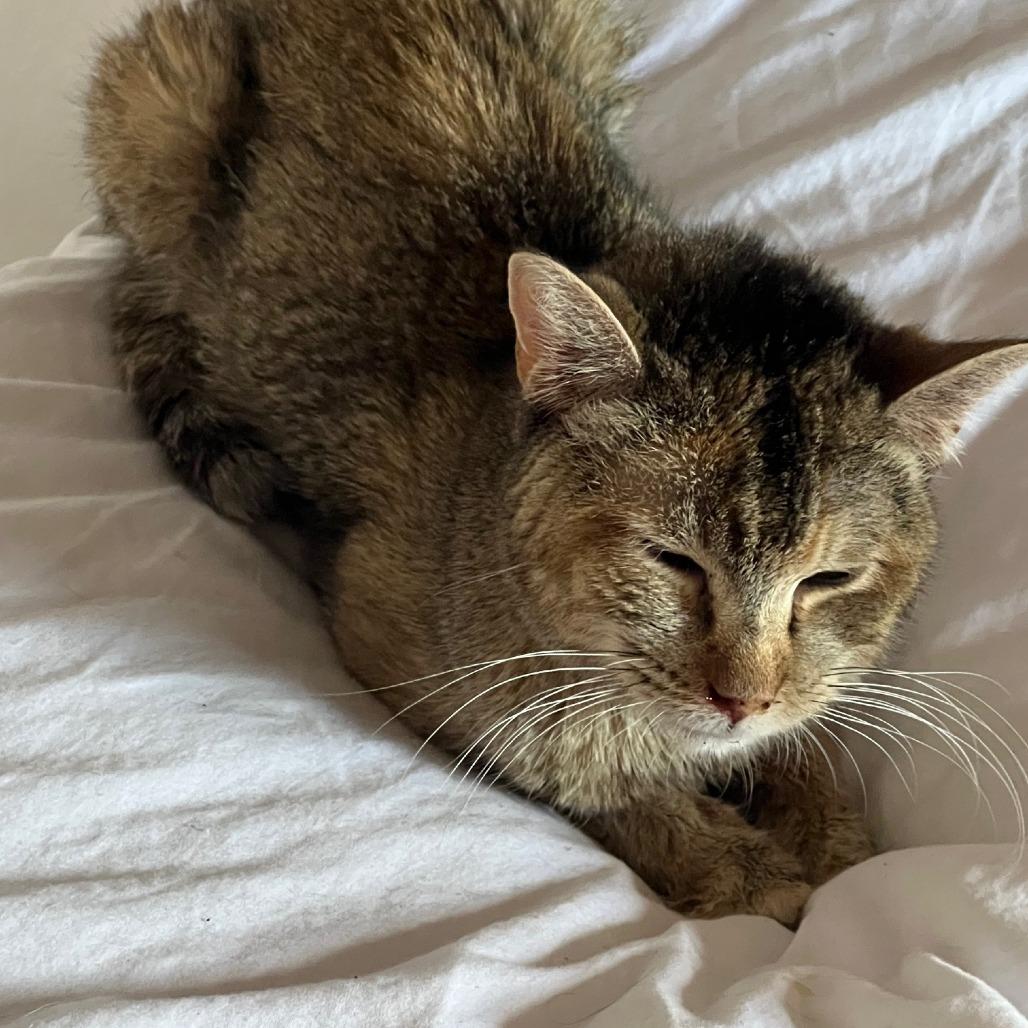 Jasmine, a Adoptable Domestic Short Hair in Taos, NM image 3/3