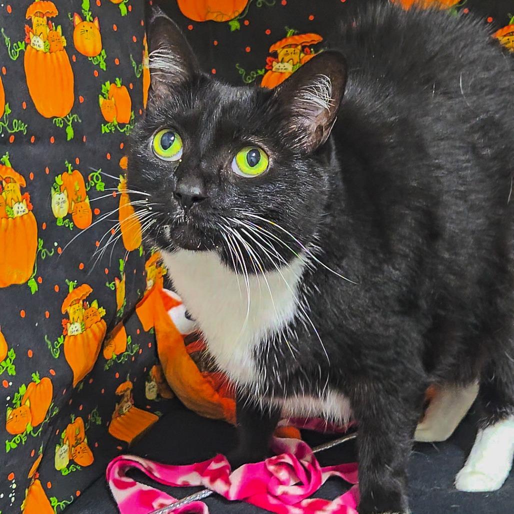 Enlarge Roxie, a Adoptable Domestic Short Hair in Albuquerque, NM image 1/2