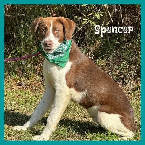 Spencer, adopted, Young Male Mixed Breed.