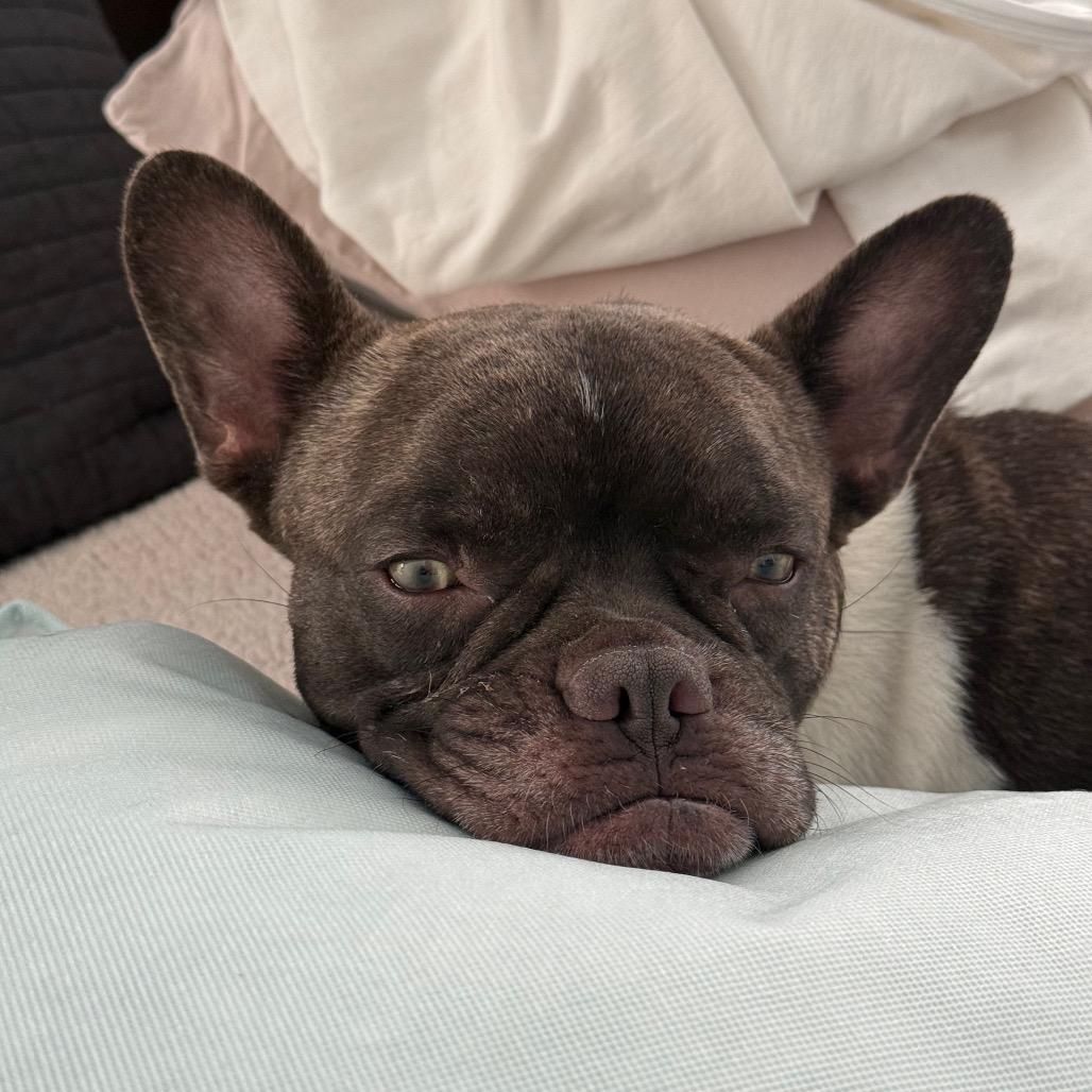 Enlarge Chester, a Adoptable French Bulldog in Montgomery, TX image 1/4