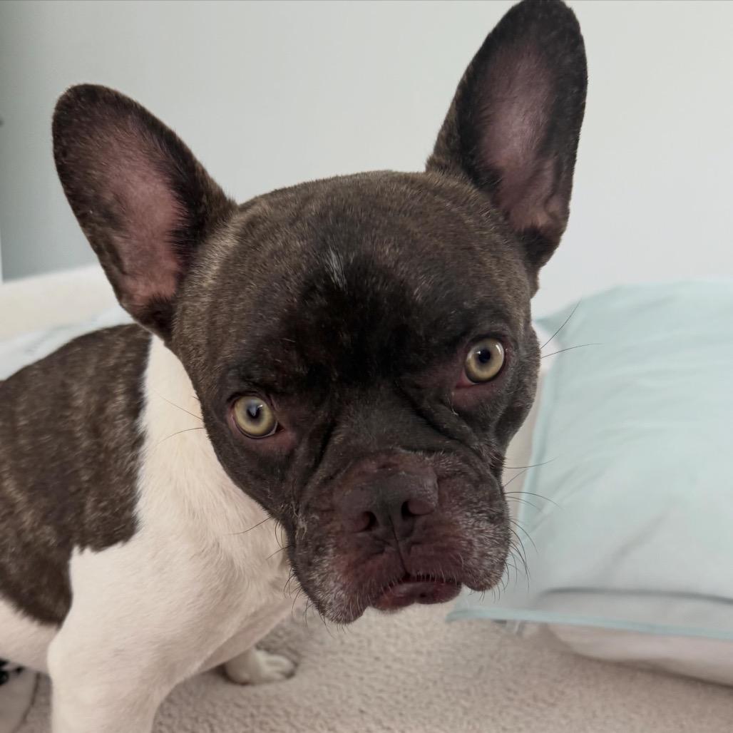 Enlarge Chester, a Adoptable French Bulldog in Montgomery, TX image 2/4