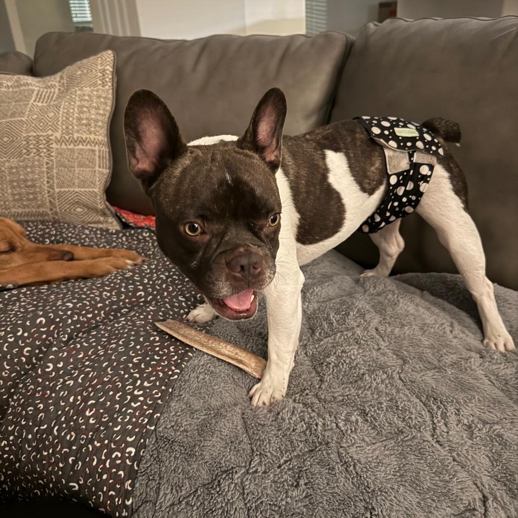 Enlarge Chester, a Adoptable French Bulldog in Montgomery, TX image 3/4