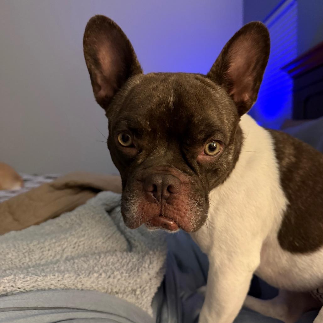 Enlarge Chester, a Adoptable French Bulldog in Montgomery, TX image 4/4