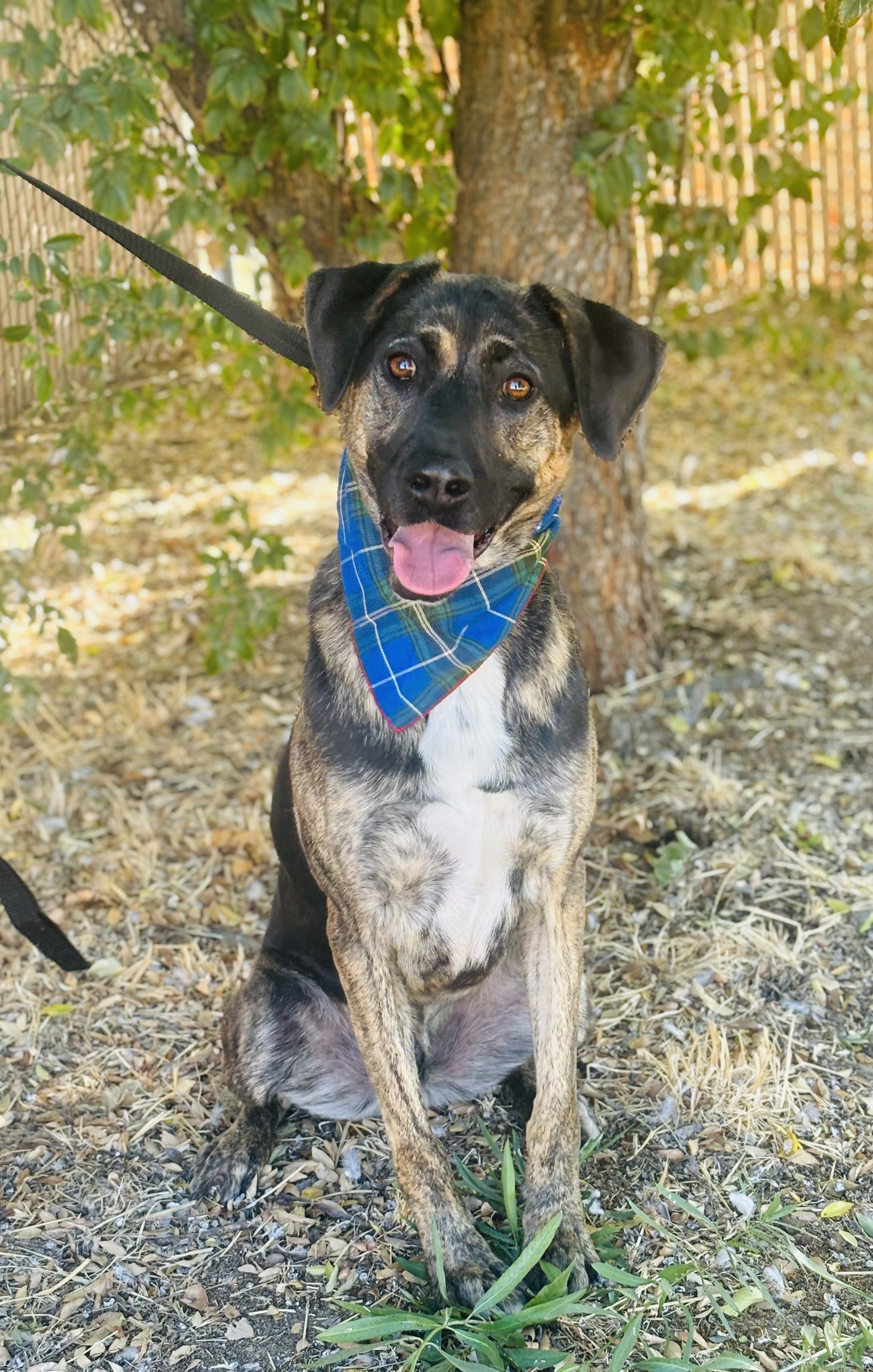 Bean, Adoptable, Adult Male Black Labrador Retriever & German Shepherd Dog.
