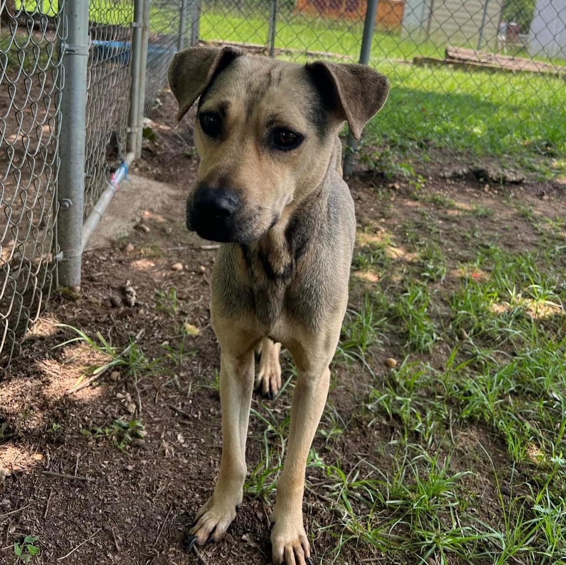 Echo, an adoptable Mixed Breed in Selma, AL, 36701 | Photo Image 1
