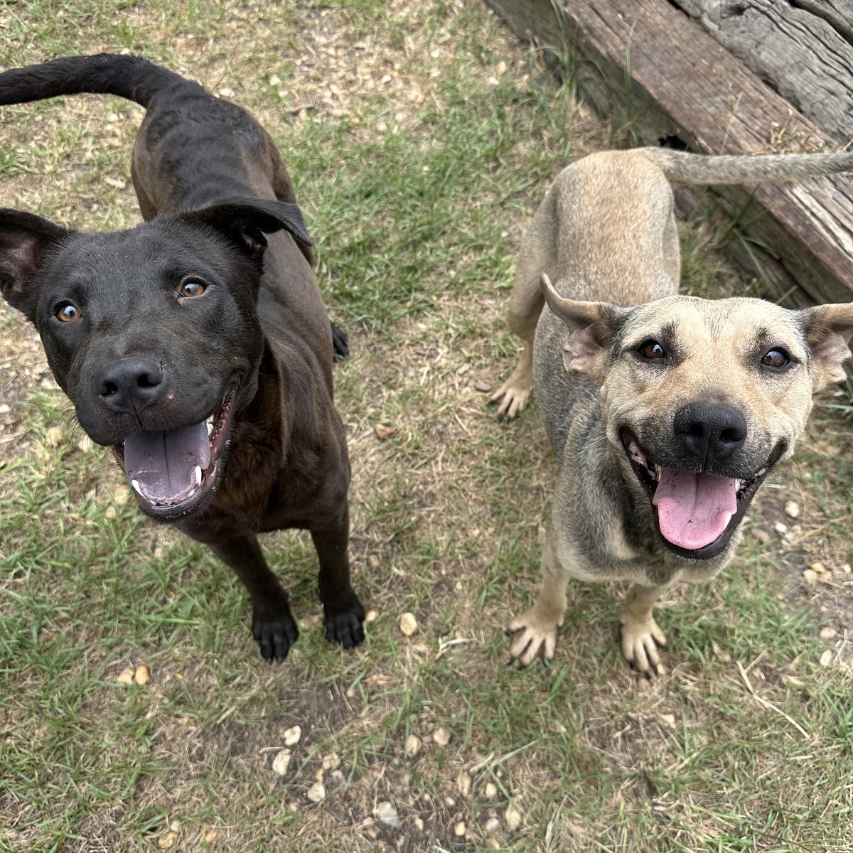Echo, an adoptable Mixed Breed in Selma, AL, 36701 | Photo Image 2