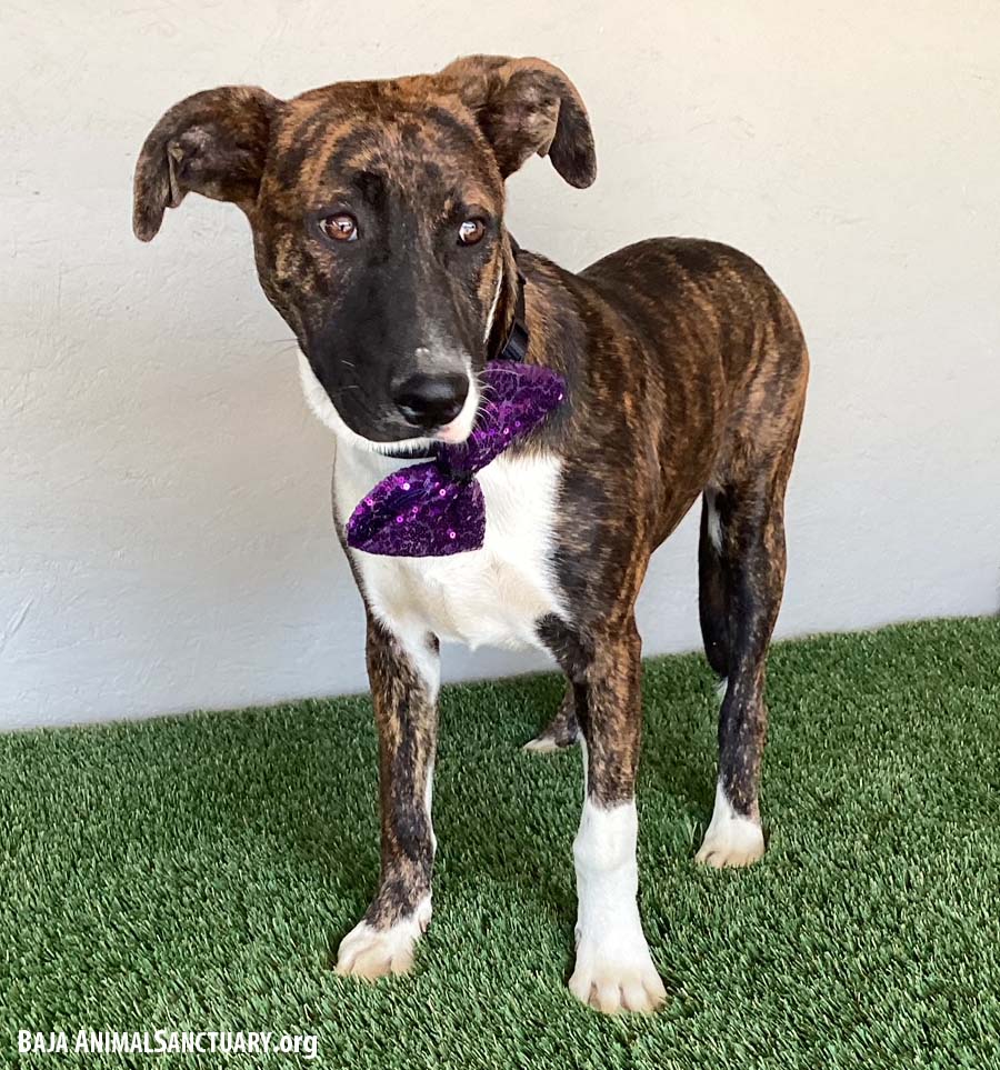 Wendy, a Adoptable mixed breed in San Diego, CA image 2/3