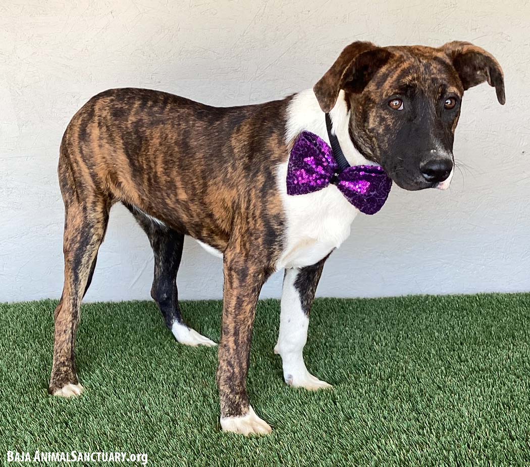 Wendy, a Adoptable mixed breed in San Diego, CA image 3/3