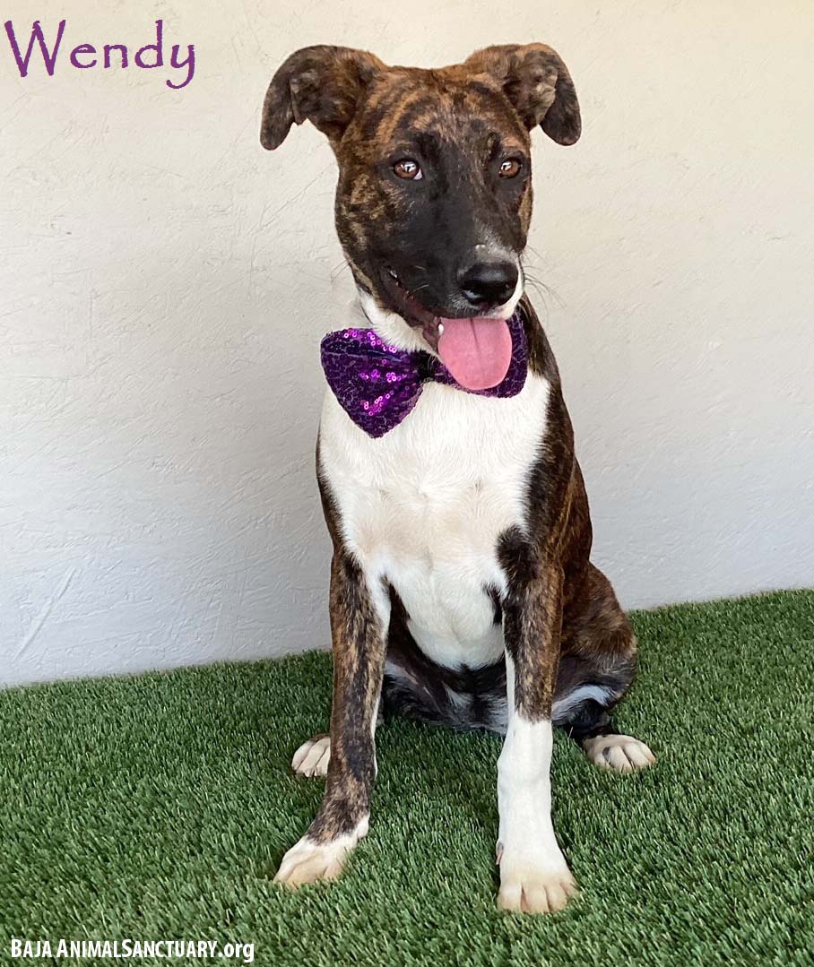 Wendy, Adoptable, Young Female Dutch Shepherd & Pit Bull Terrier.