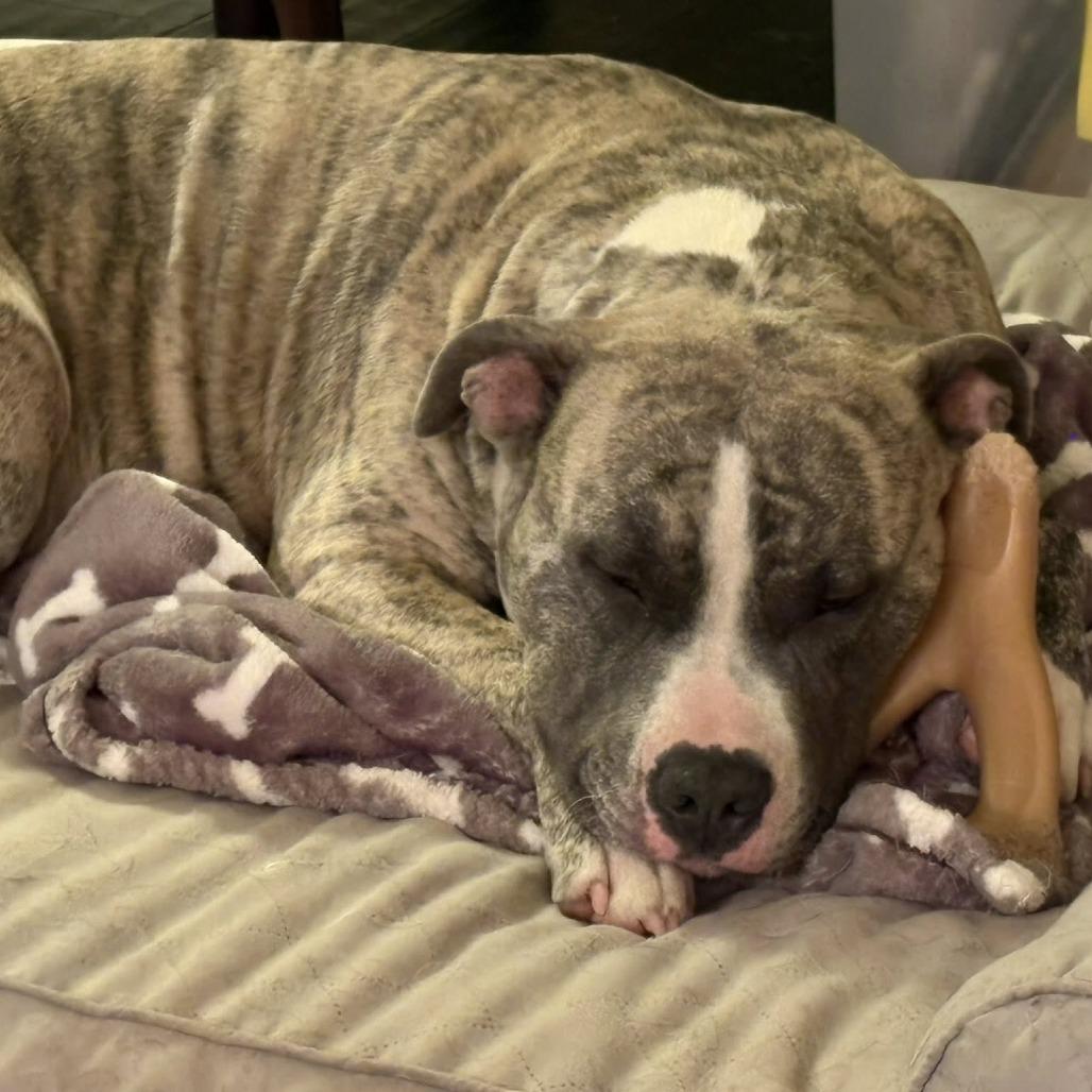 Enlarge Tika (In Foster), a Adoptable Mixed Breed in Marshall, VA image 2/6