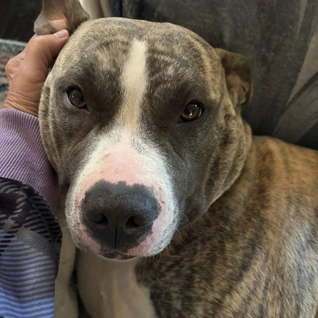 Enlarge Tika (In Foster), a Adoptable Mixed Breed in Marshall, VA image 3/6