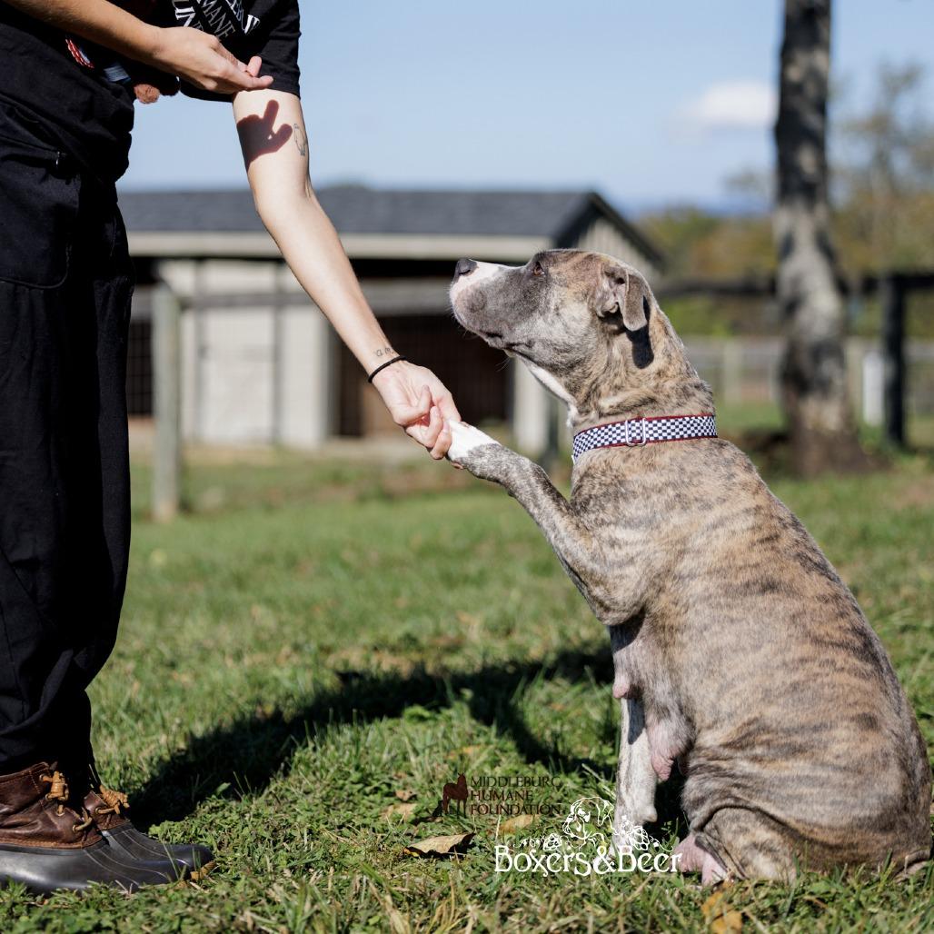 Enlarge Tika (In Foster), a Adoptable Mixed Breed in Marshall, VA image 4/6