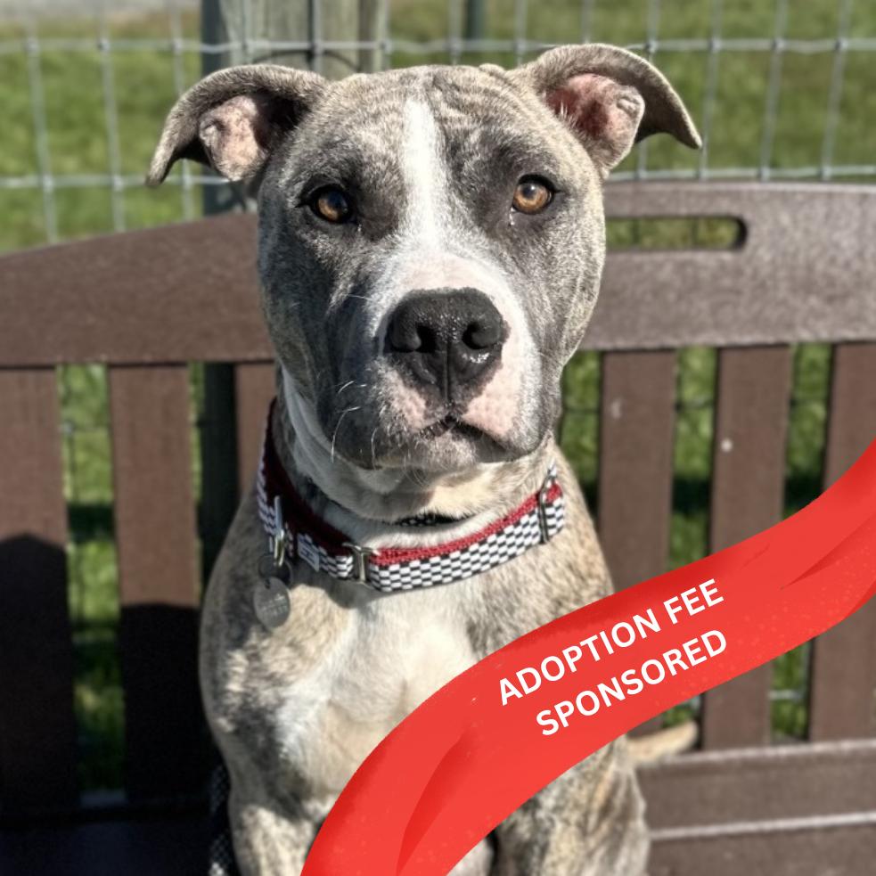 Enlarge Tika (In Foster), a Adoptable Mixed Breed in Marshall, VA image 6/6