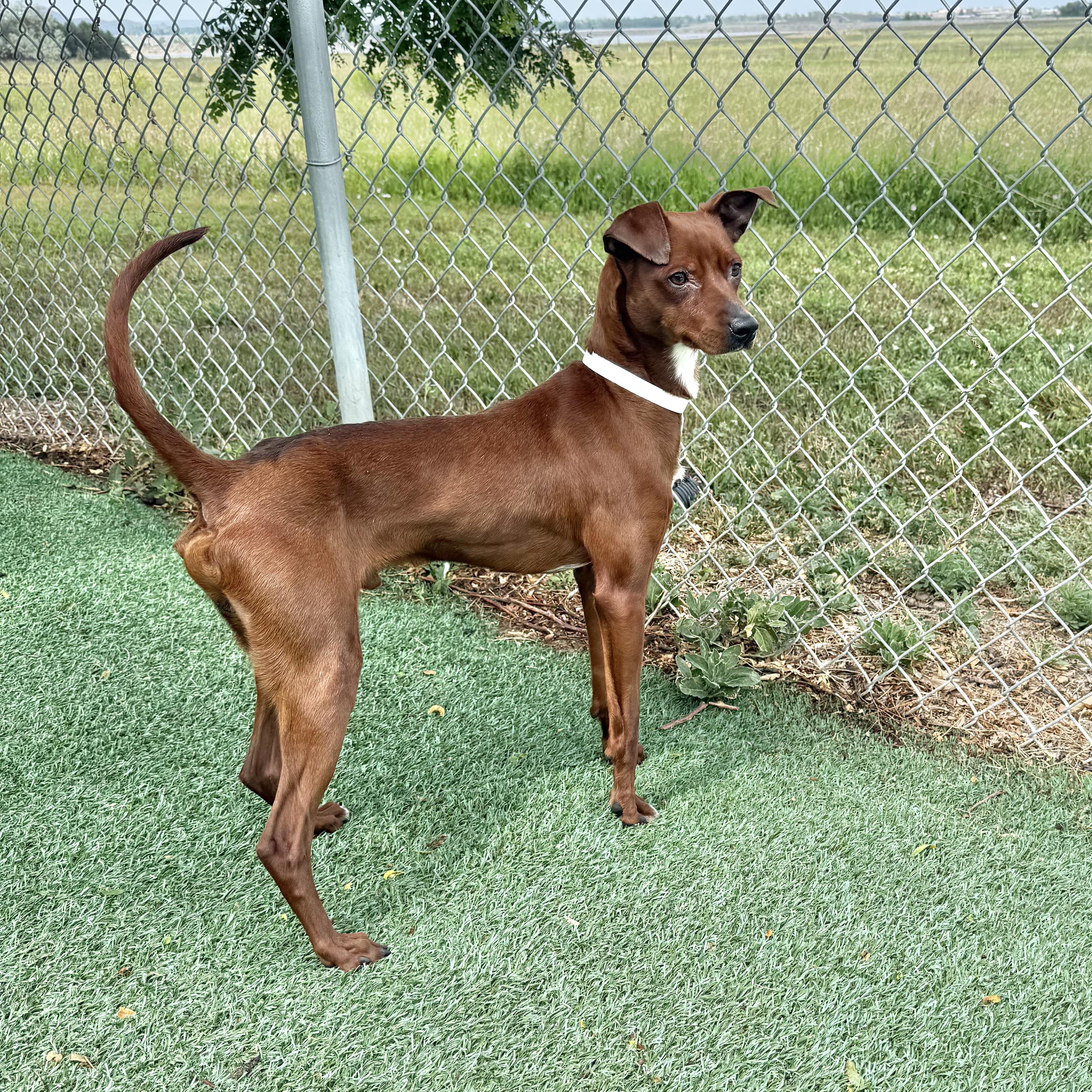 Astro, ADOPTABLE, Young Male Italian Greyhound & Chihuahua.