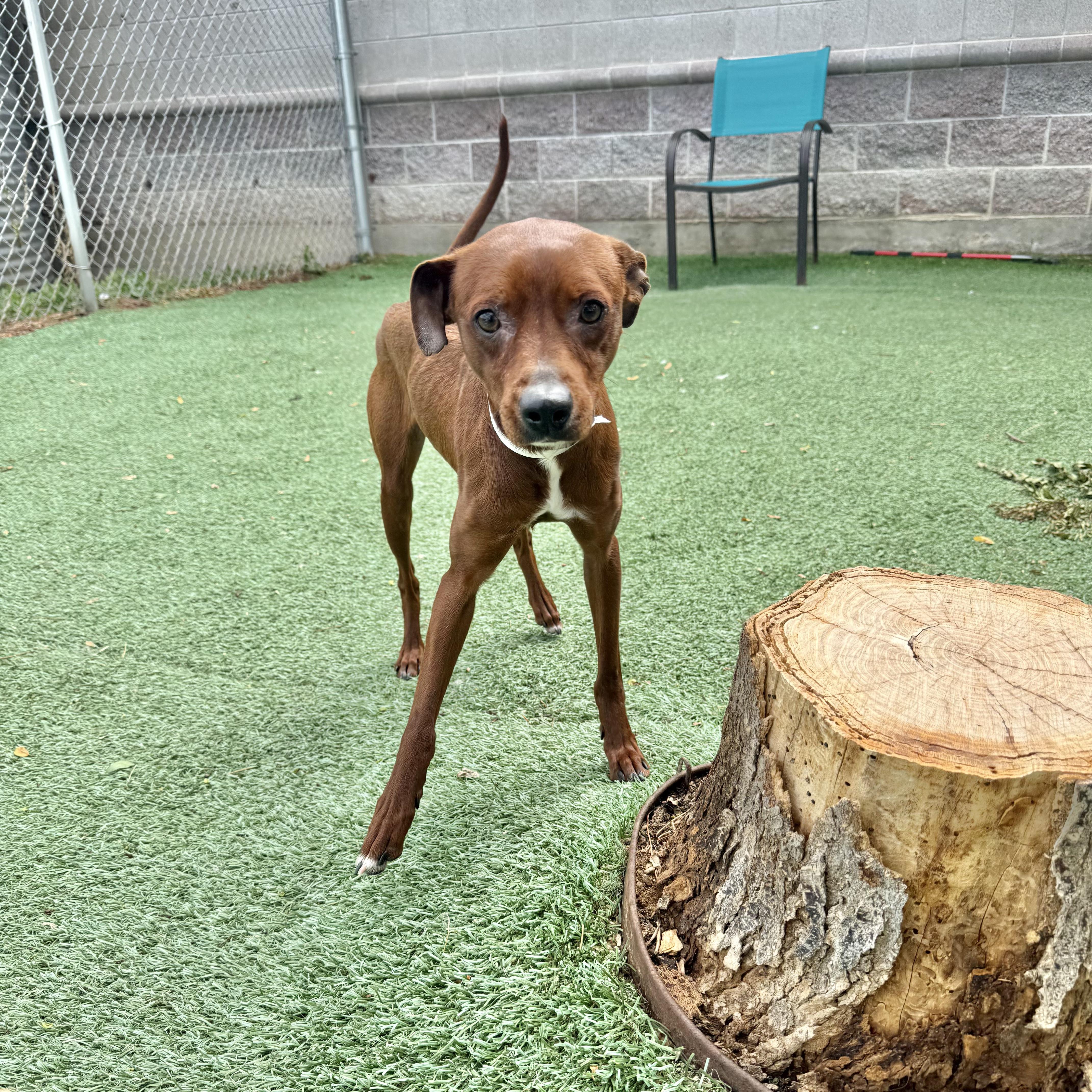 Enlarge Astro, a ADOPTABLE mixed breed in Boulder, CO image 3/4