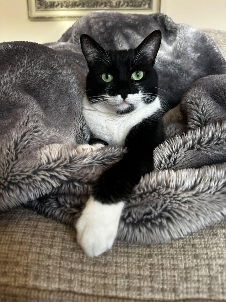Enlarge Socks, a Adoptable Domestic Short Hair in Wilmington, NC image 1/1