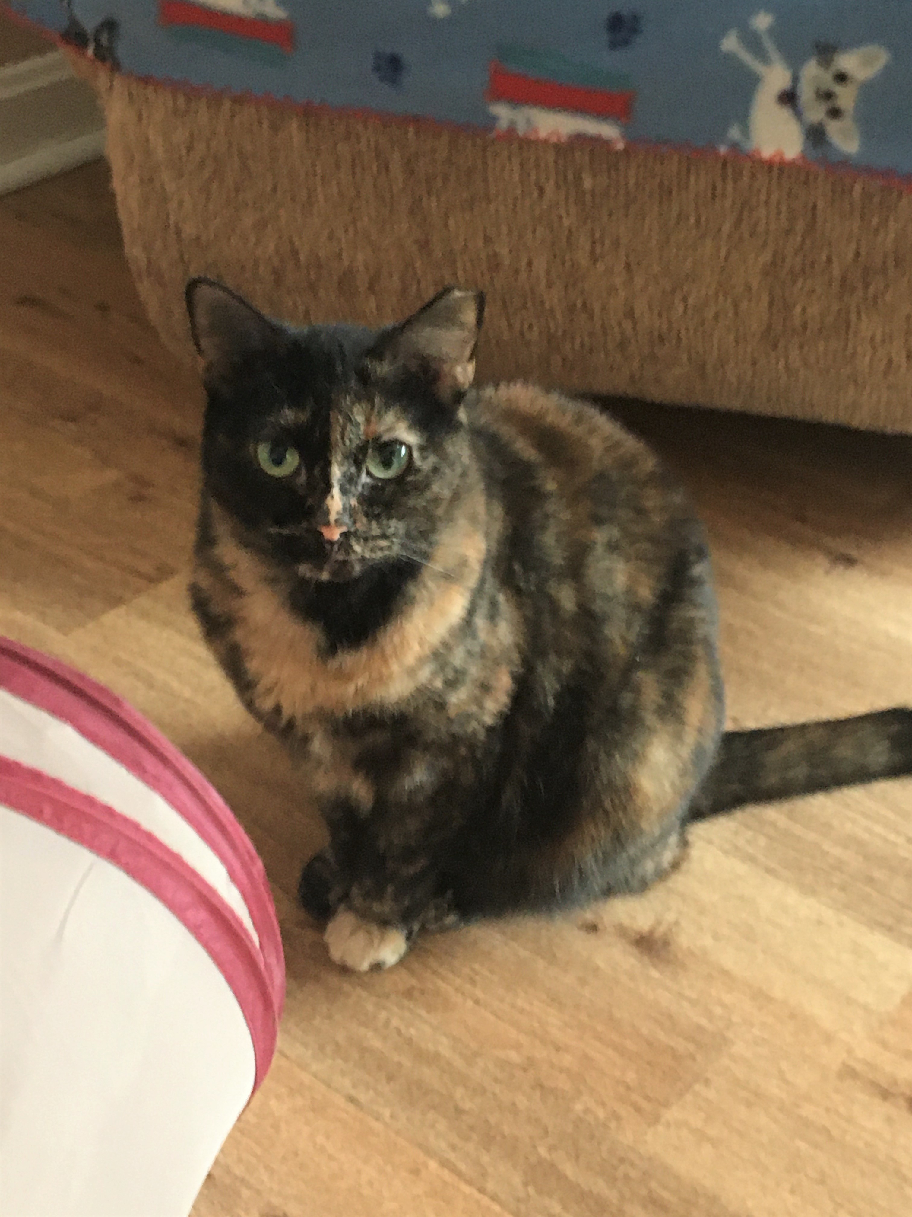 Victoria, a Adoptable mixed breed in Vine Grove, KY image 1/6