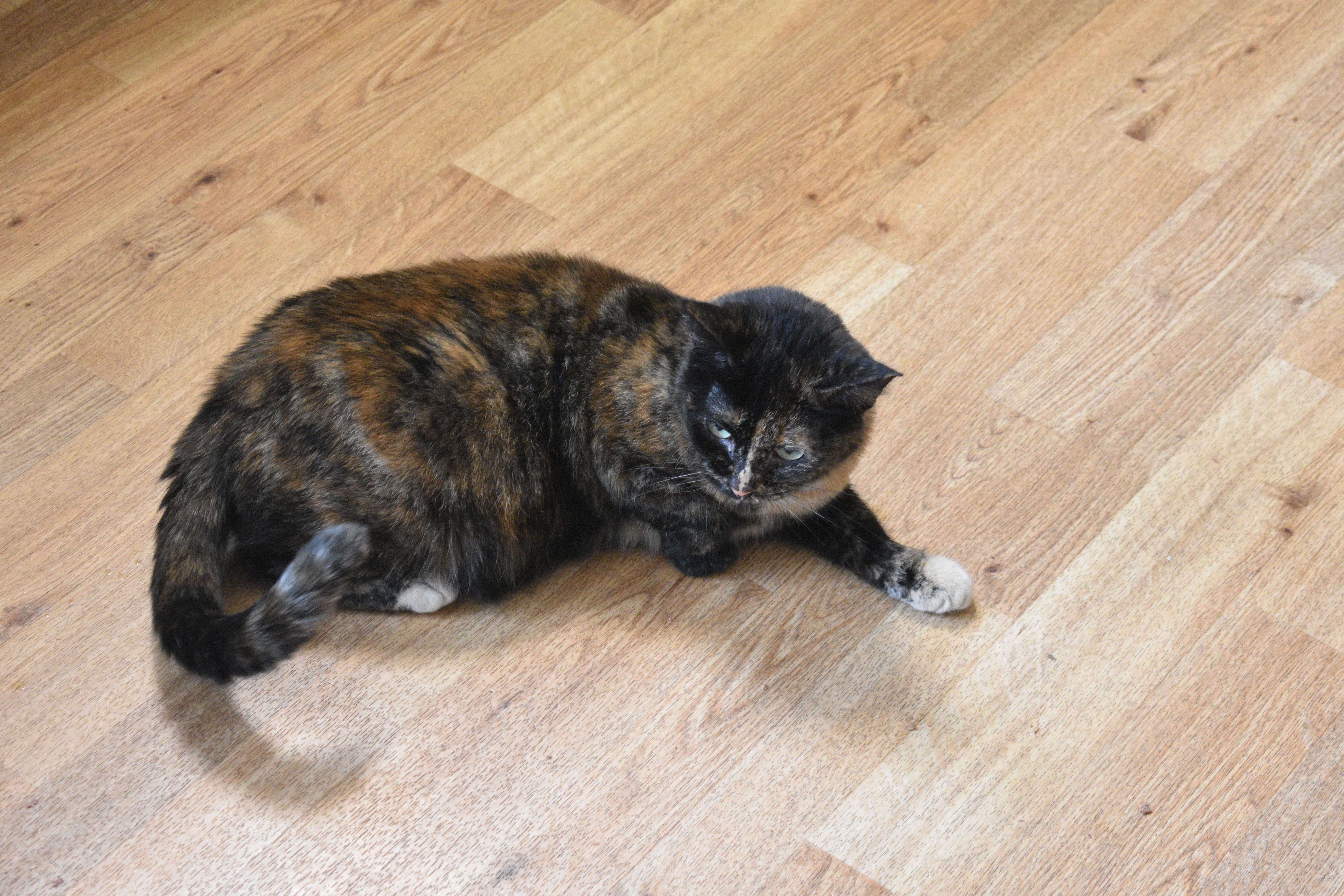 Victoria, a Adoptable mixed breed in Vine Grove, KY image 2/6