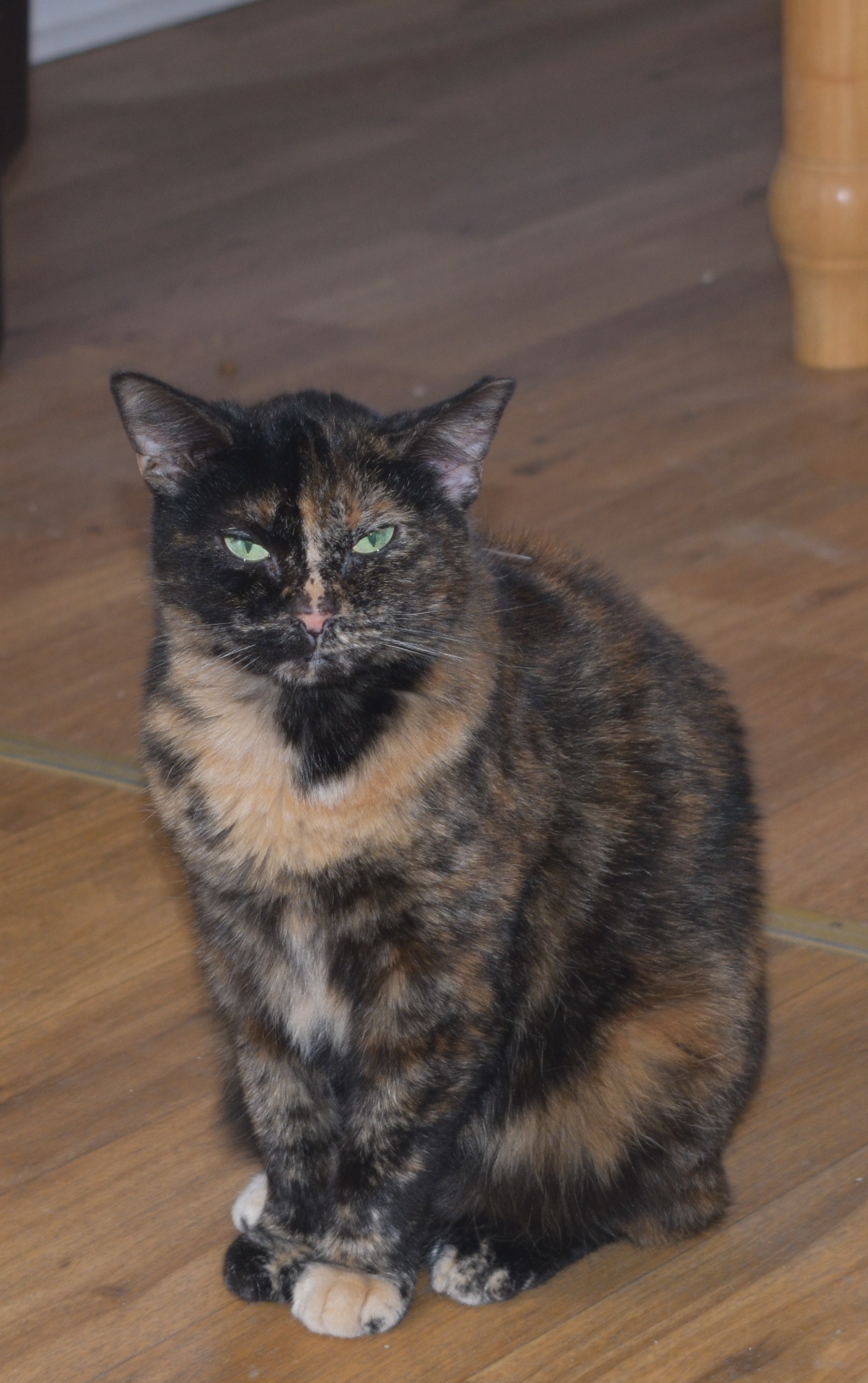 Victoria, a Adoptable mixed breed in Vine Grove, KY image 3/6