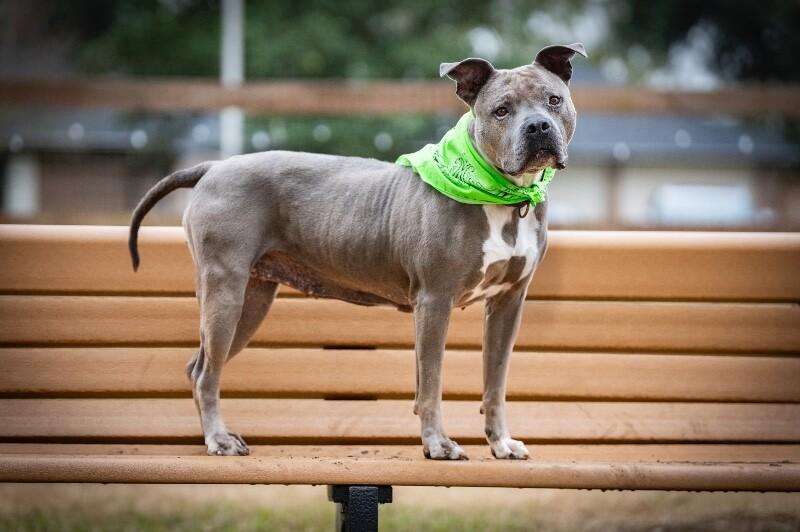 Tootsie Roll Your Happy Hippo — thumbnail 4