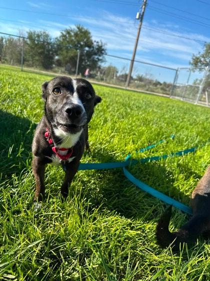 Bellini, Adoptable, Adult Female Border Collie & Mixed Breed.