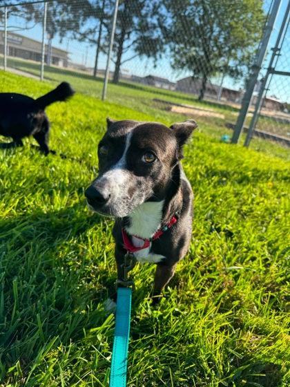 Enlarge Bellini, a Adoptable mixed breed in Scottsbluff, NE image 2/2
