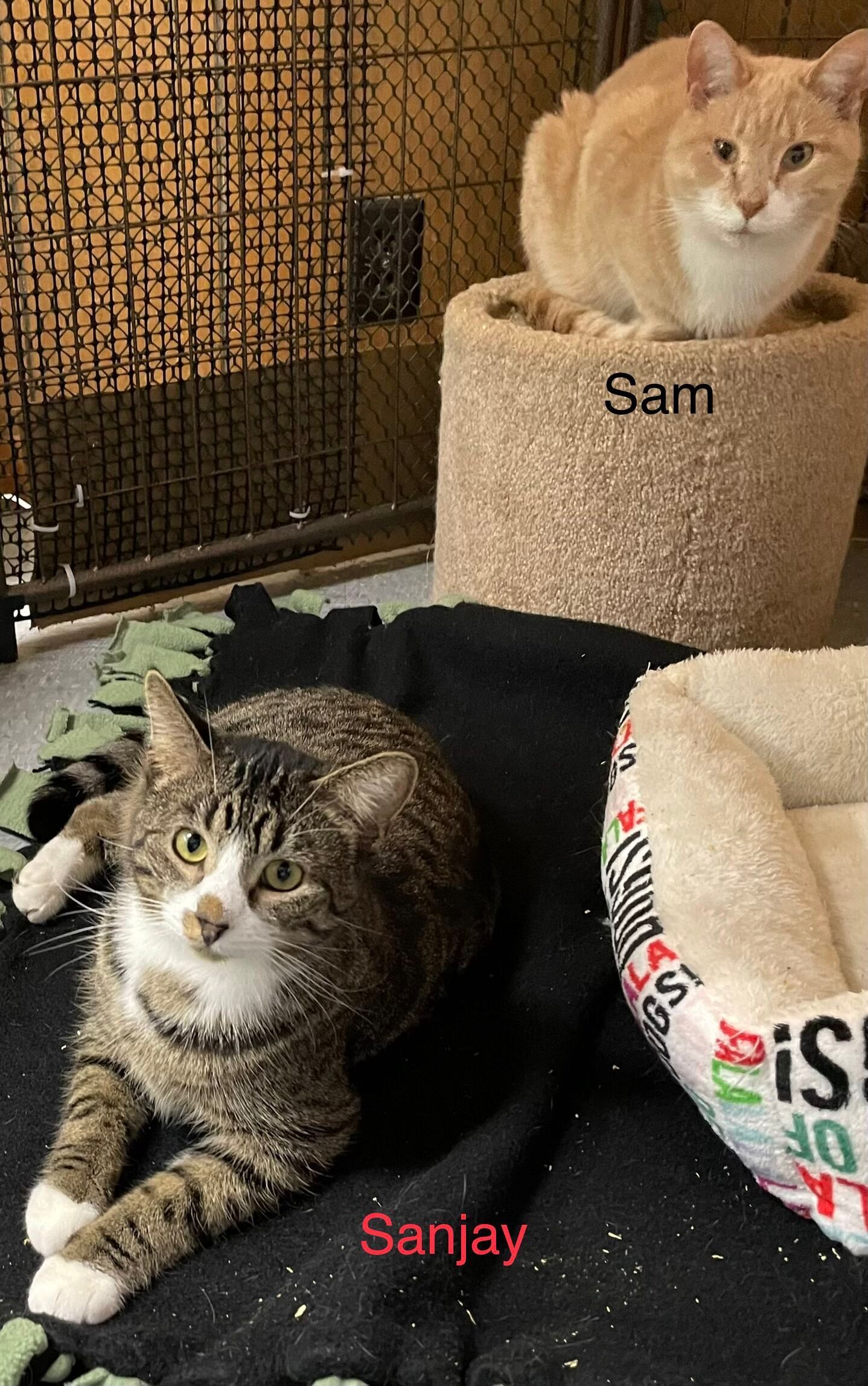Sam, Adoptable, Adult Male Domestic Short Hair.