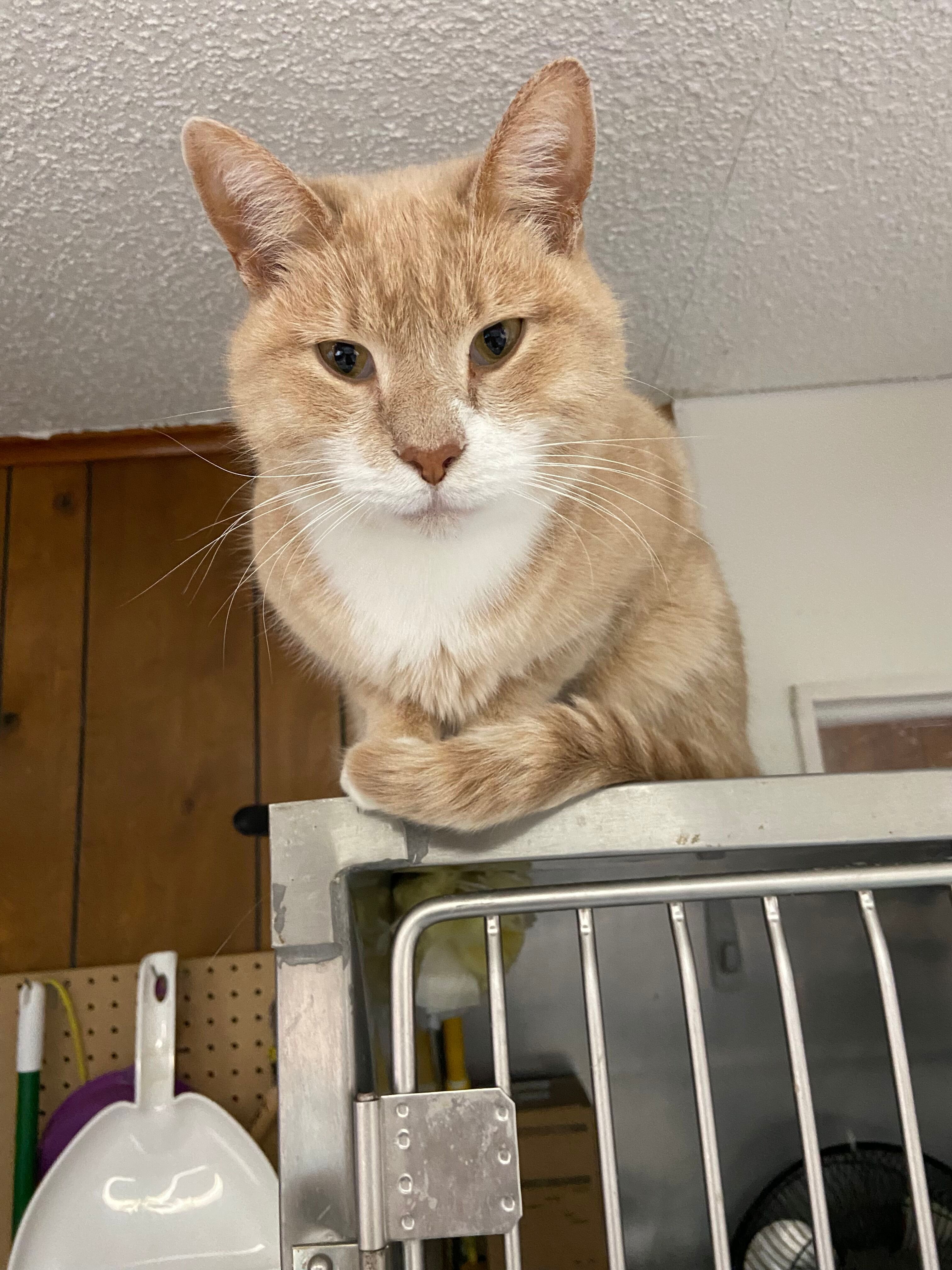 Sam, a Adoptable Domestic Short Hair in Peru, IN image 2/6